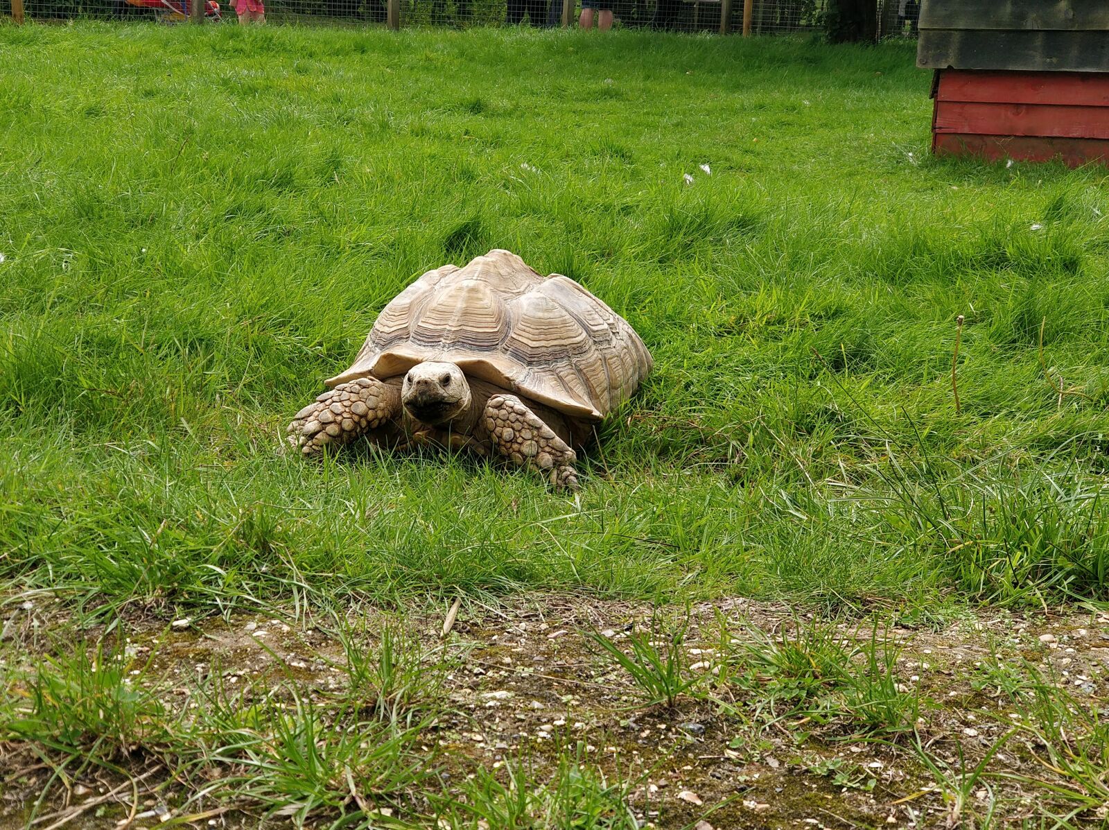 OnePlus 5 sample photo. Tortoise, animals, turtle photography