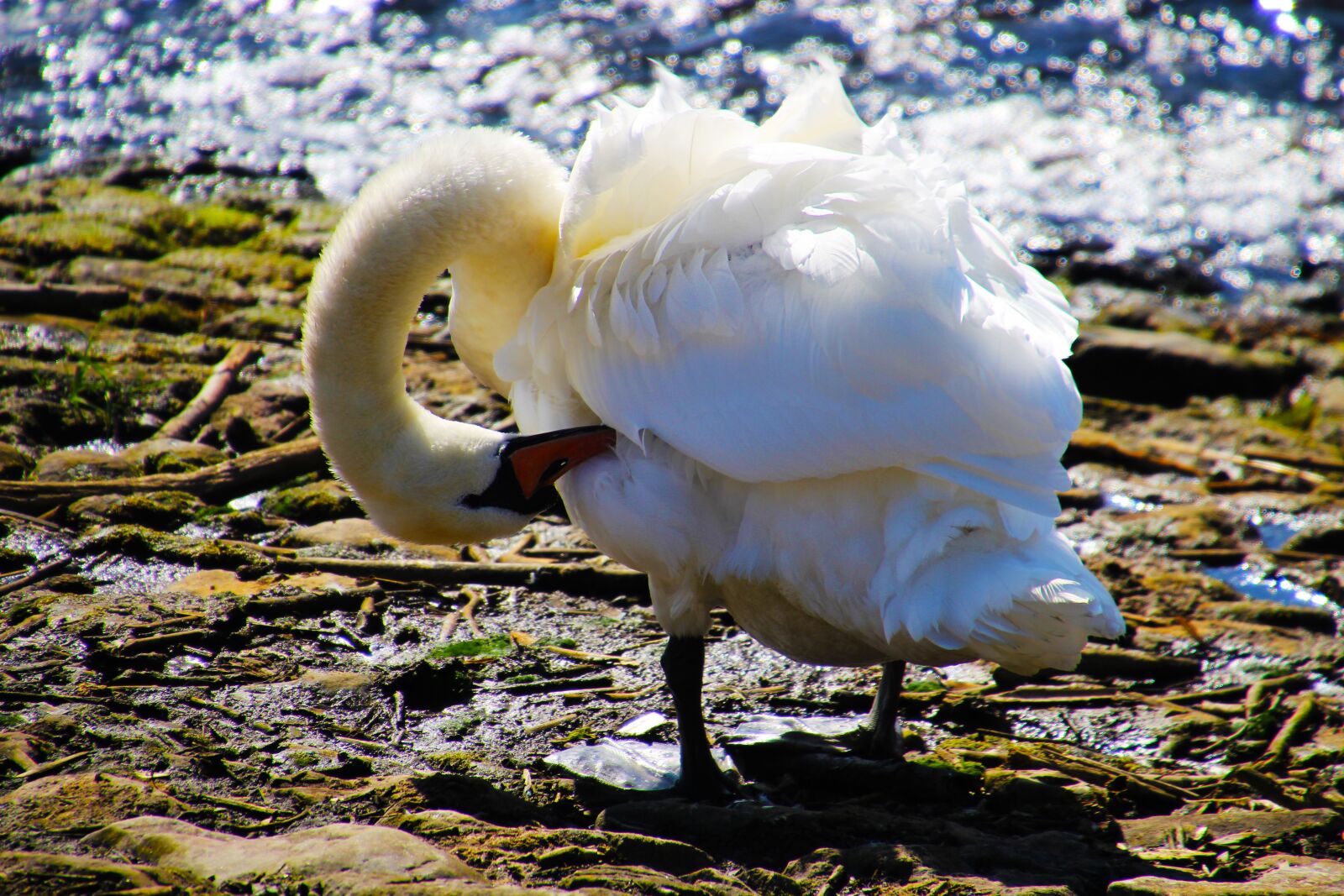 Canon EOS 700D (EOS Rebel T5i / EOS Kiss X7i) sample photo. Swan, nature, bird photography