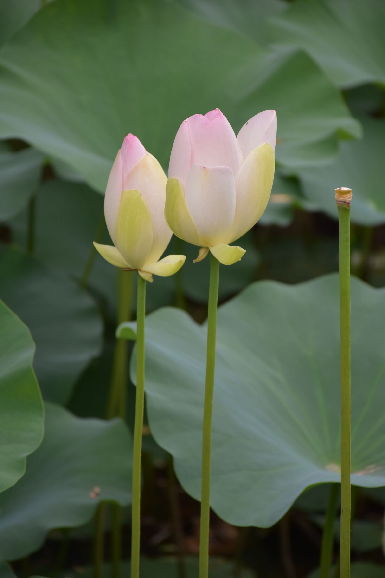 Nikon D7200 sample photo. Flower, plant, lonely photography