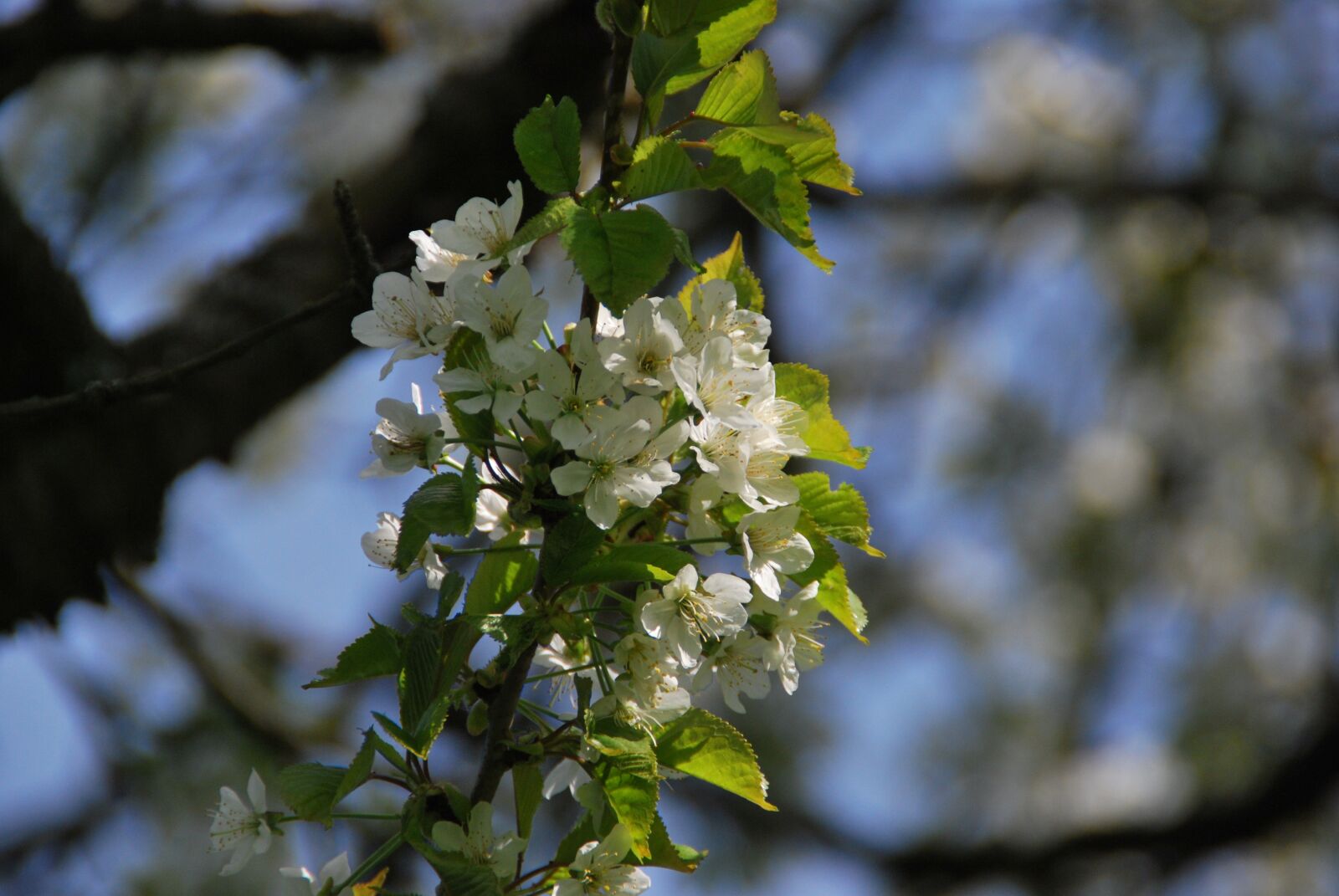 Nikon D60 sample photo. Blossom, fruit tree, spring photography