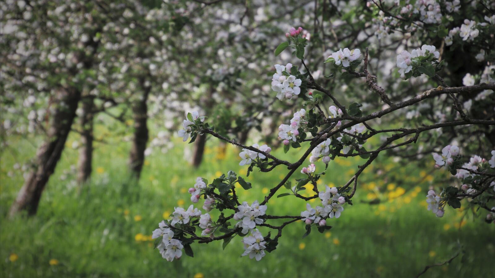 Canon EOS 80D sample photo. Sad, fruit trees, apple photography