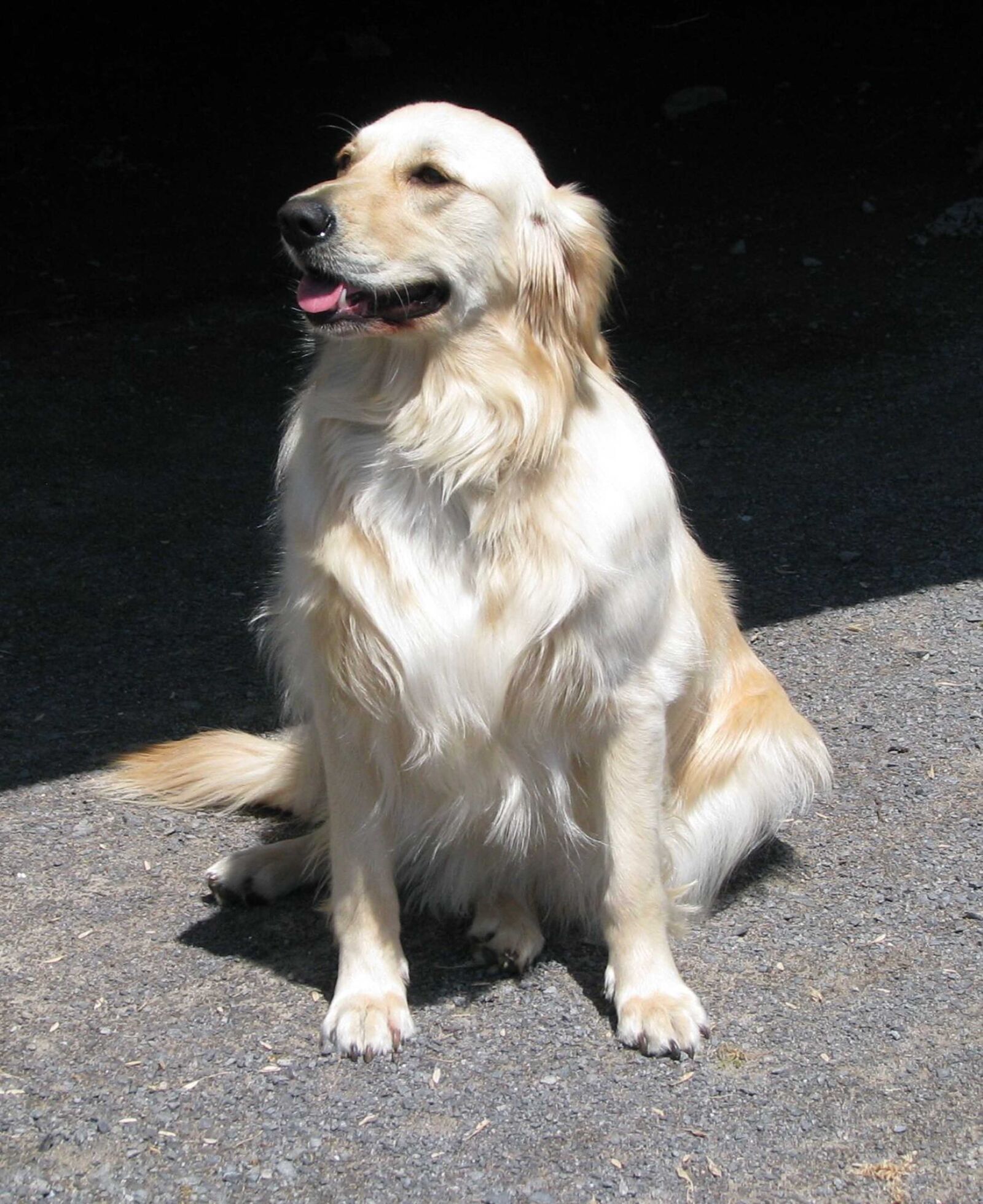 Canon POWERSHOT S5 IS sample photo. Domestic dog, canis familiaris photography
