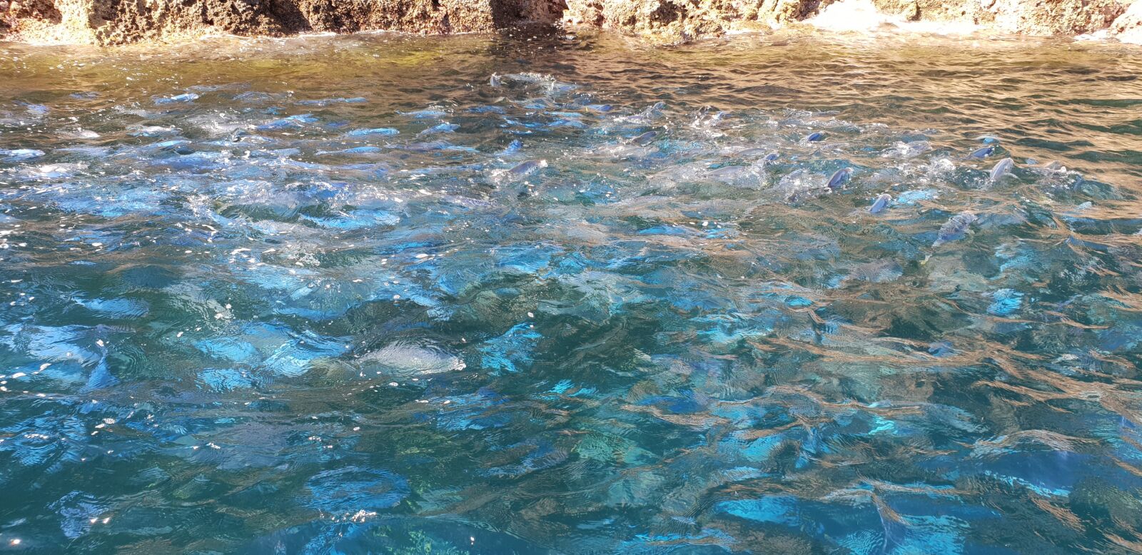 Samsung Galaxy S9+ sample photo. Fish, ocean, rocks photography