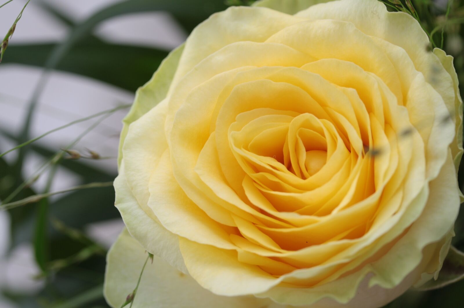 Canon EOS 1000D (EOS Digital Rebel XS / EOS Kiss F) sample photo. Flower, pink, yellow photography