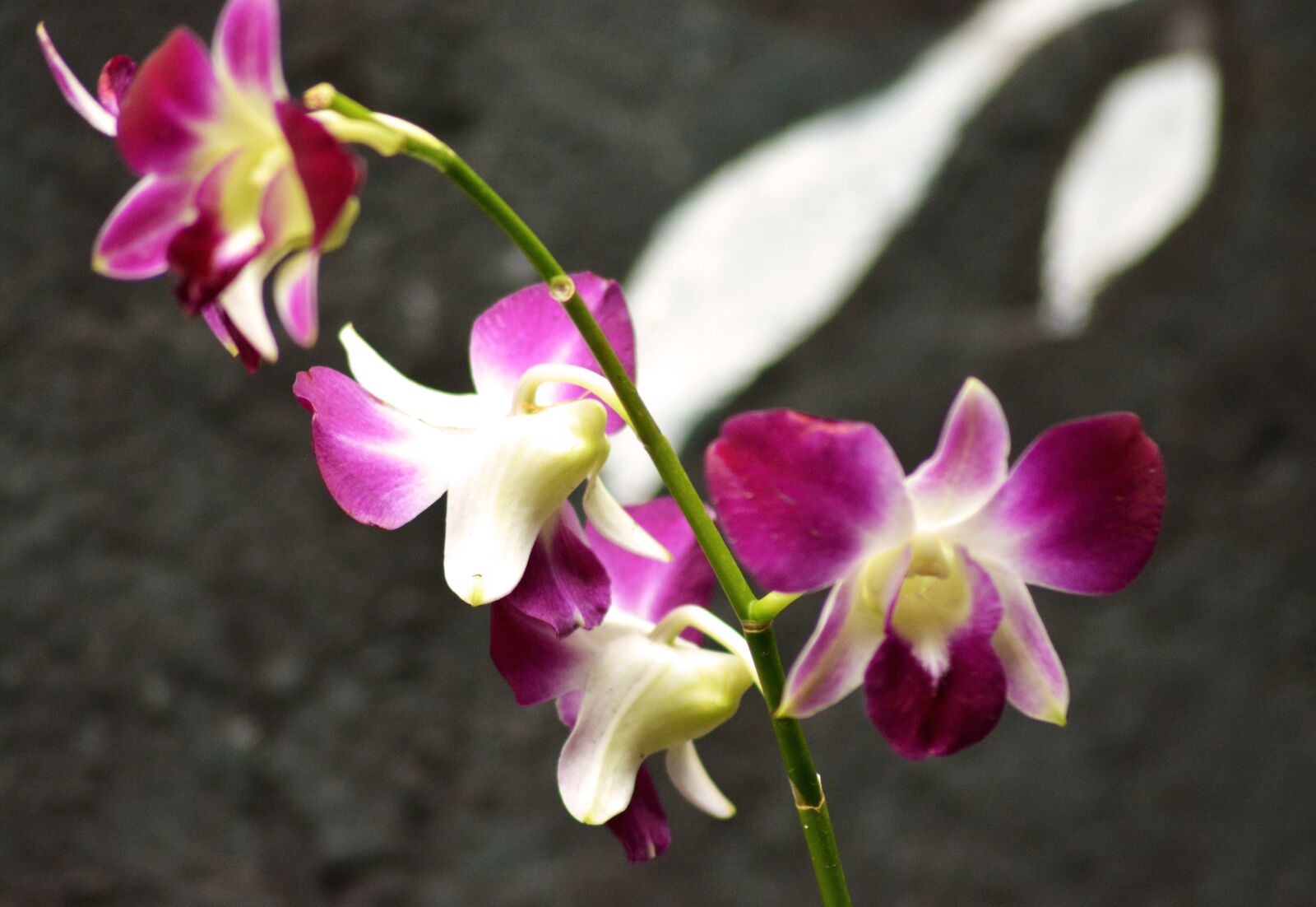 Nikon D5200 sample photo. Orchid, flower, bloom photography