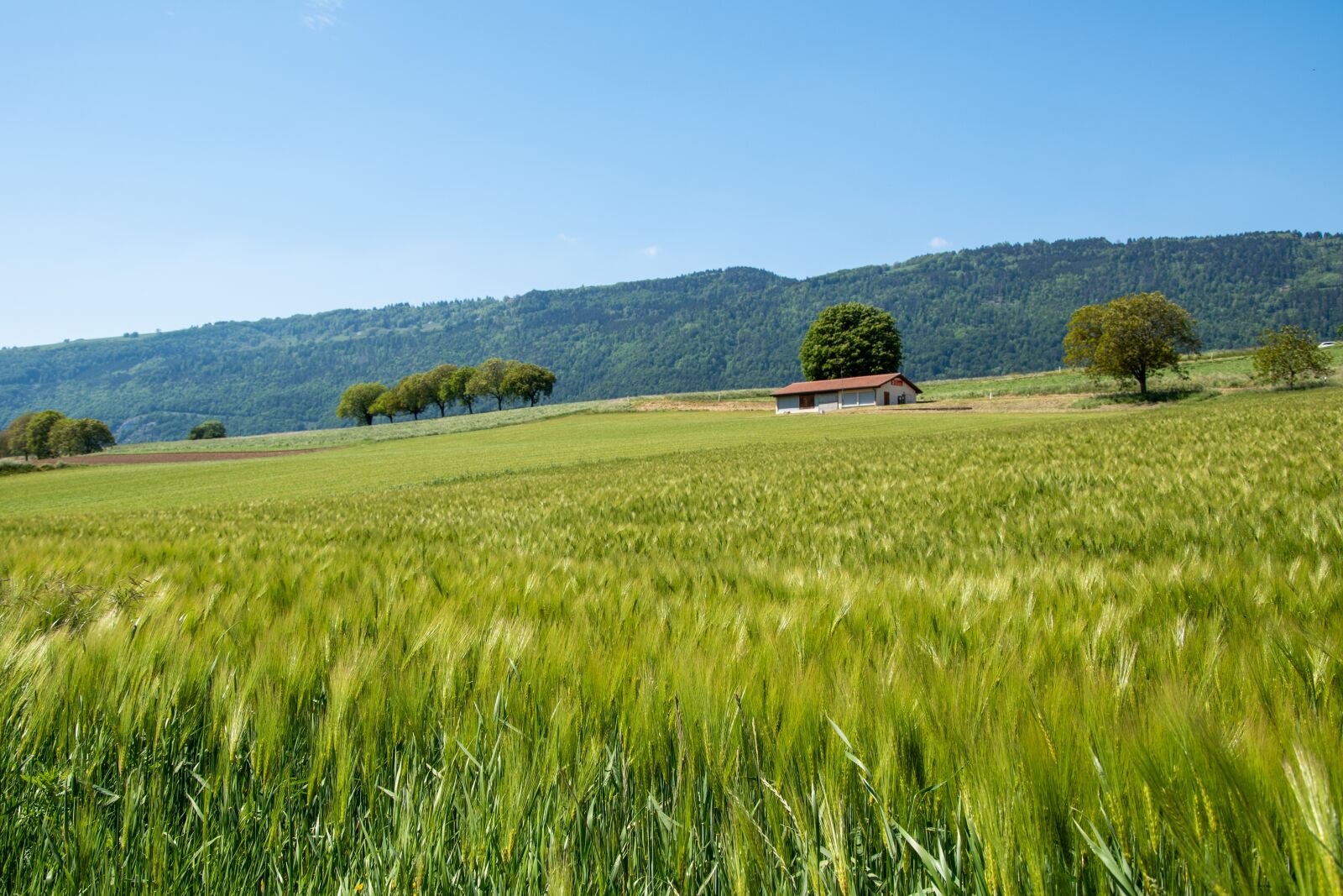 Nikon D5500 sample photo. Wheat, landscape, field photography
