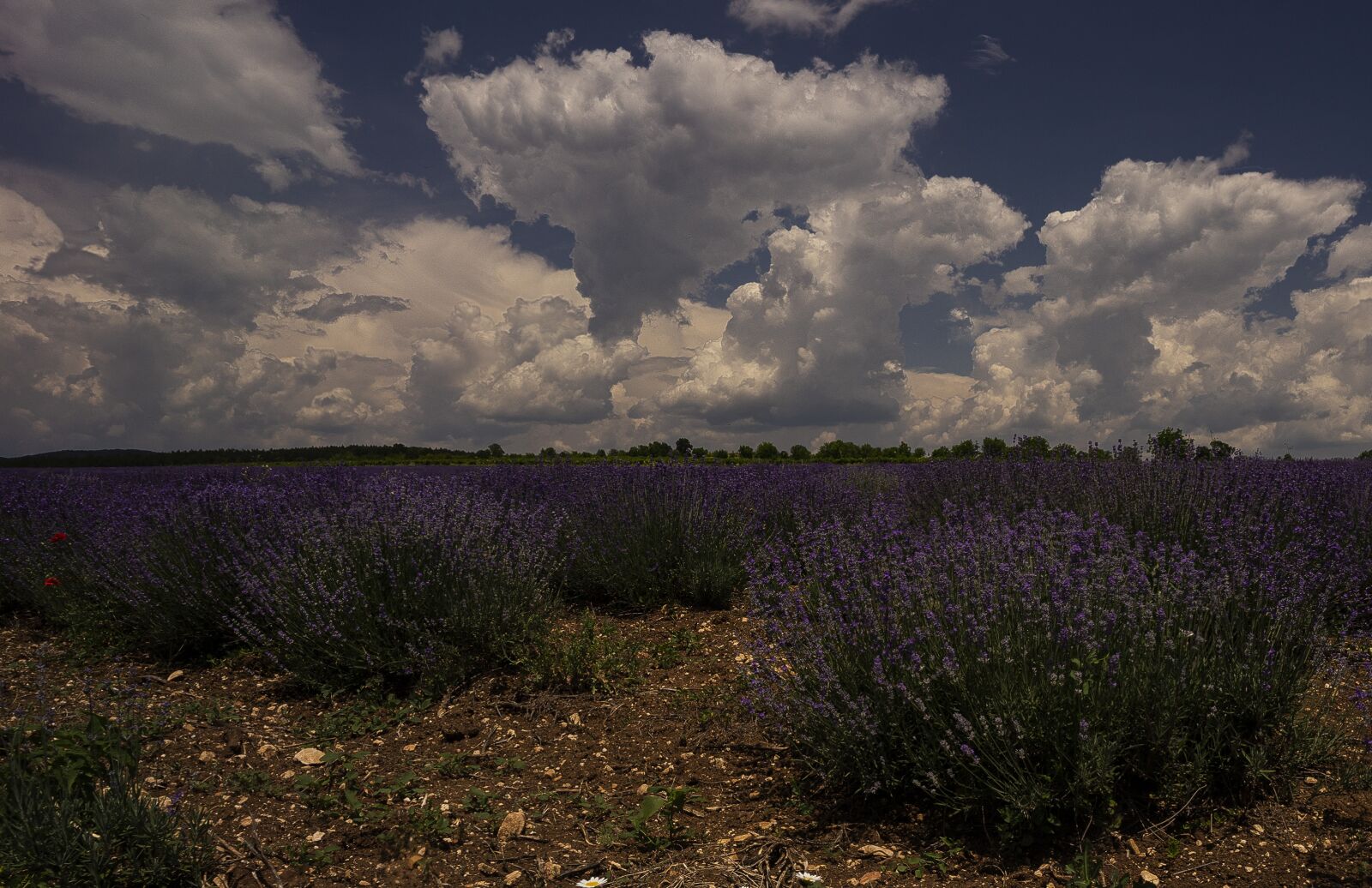 E 18mm F2.8 sample photo. Lavender, sky, nature photography