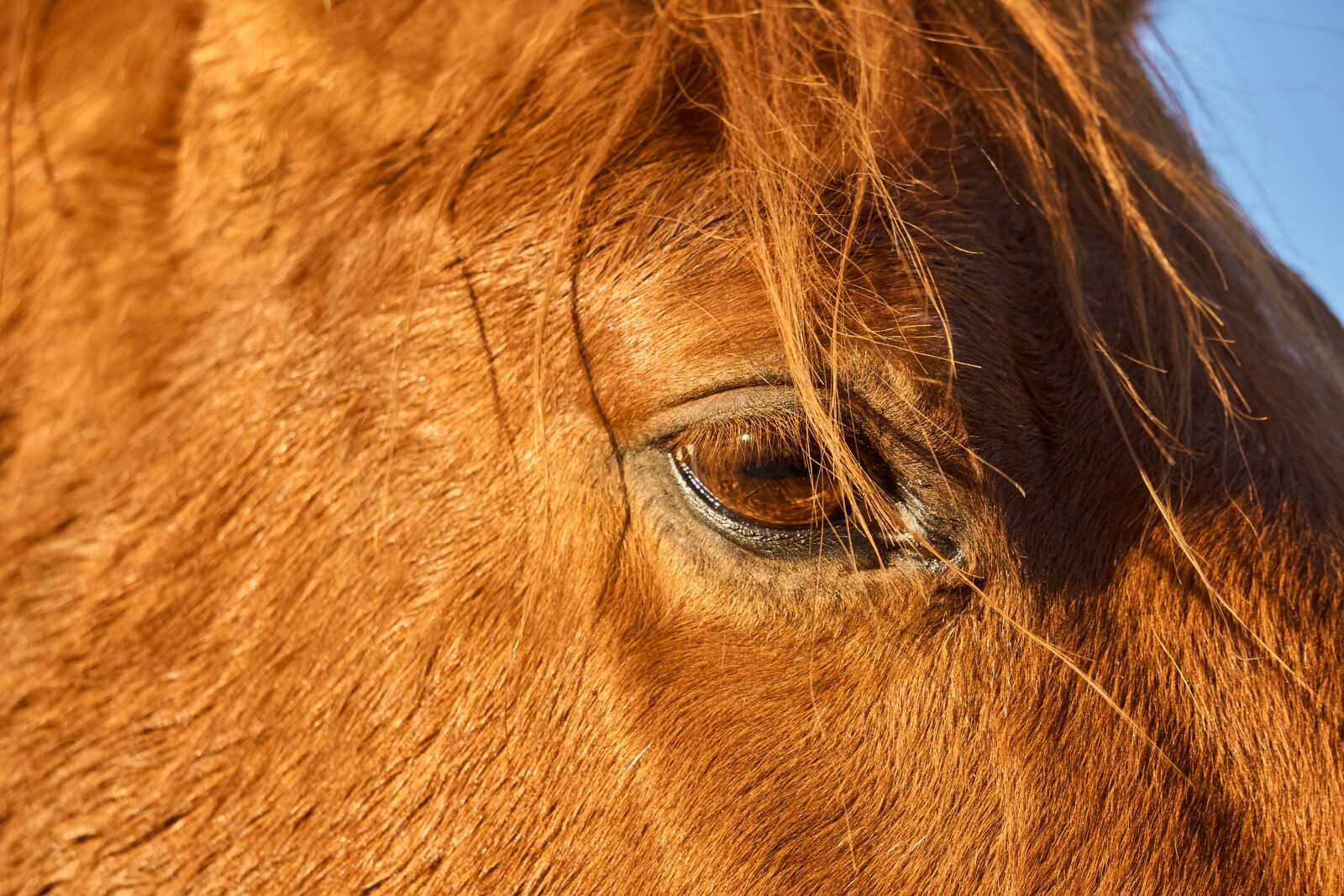 Sony E 55-210mm F4.5-6.3 OSS sample photo. Eye, close up, horse photography