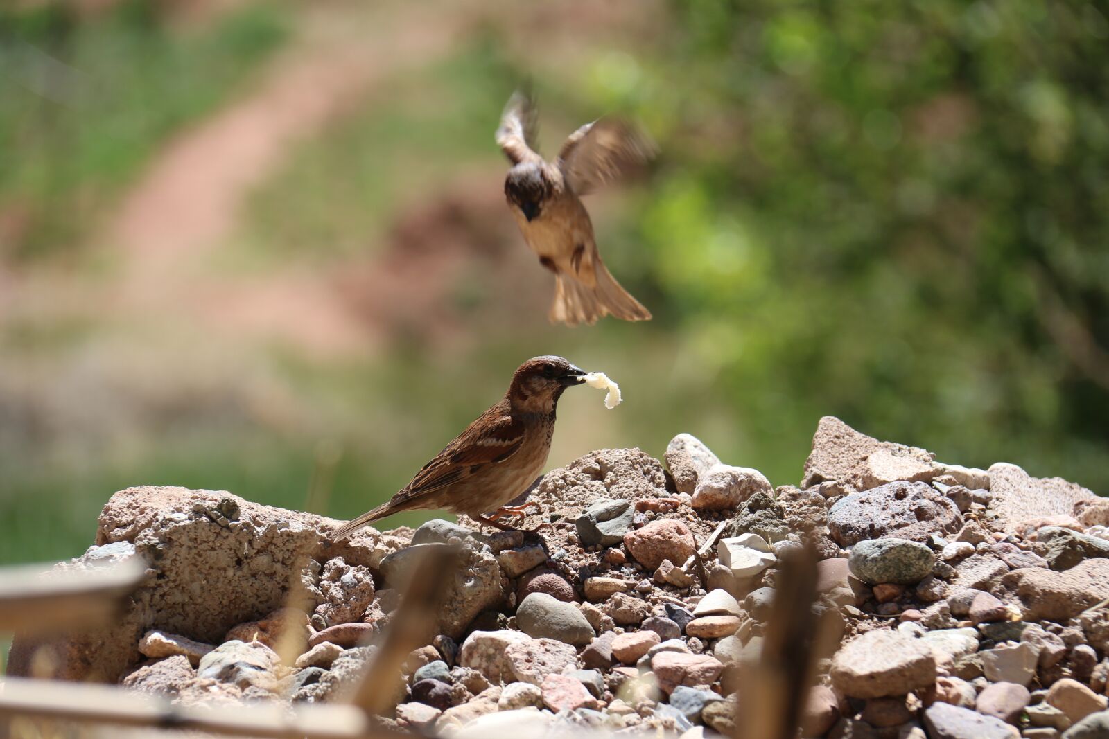 Canon EOS 70D sample photo. Nature, wildlife, animalia photography