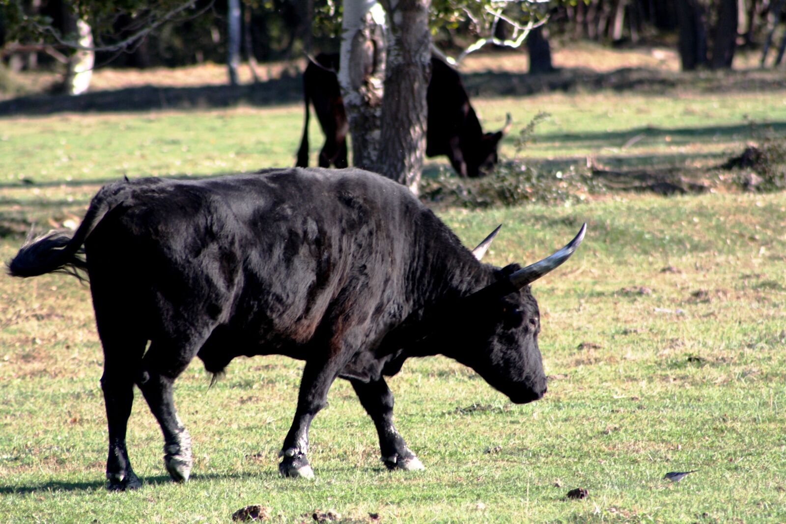 Canon EOS 1000D (EOS Digital Rebel XS / EOS Kiss F) sample photo. Bull, camargue, horns photography