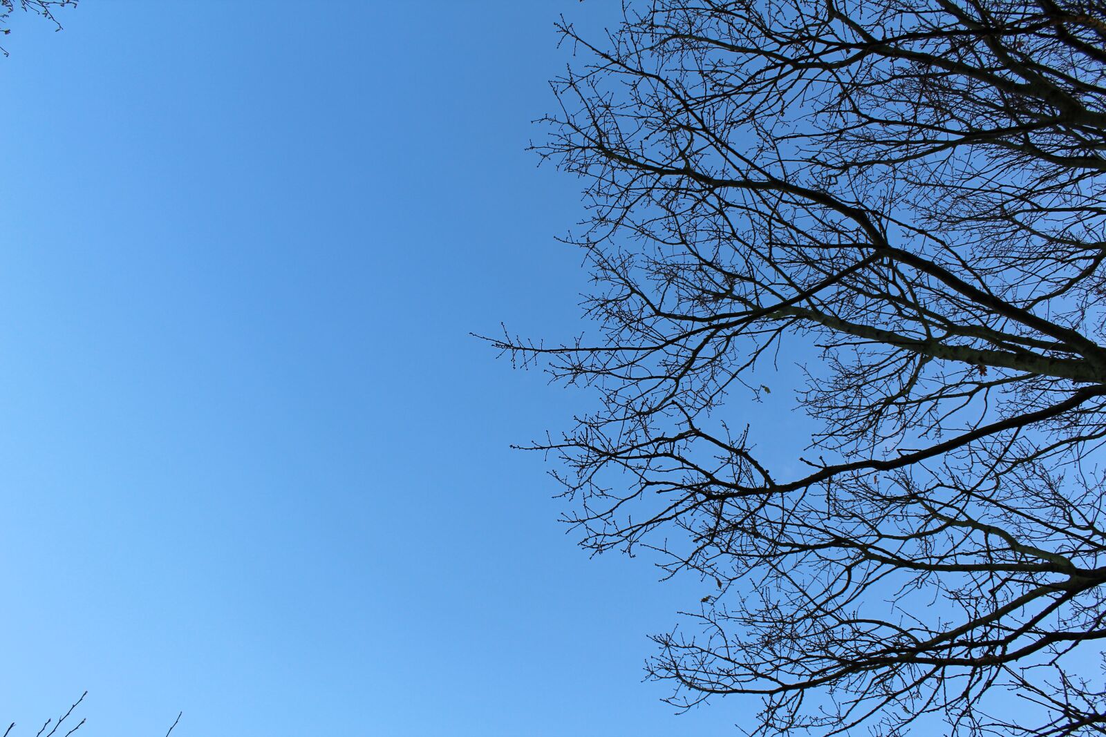 Canon EOS 1200D (EOS Rebel T5 / EOS Kiss X70 / EOS Hi) sample photo. Branches, sky, tree photography
