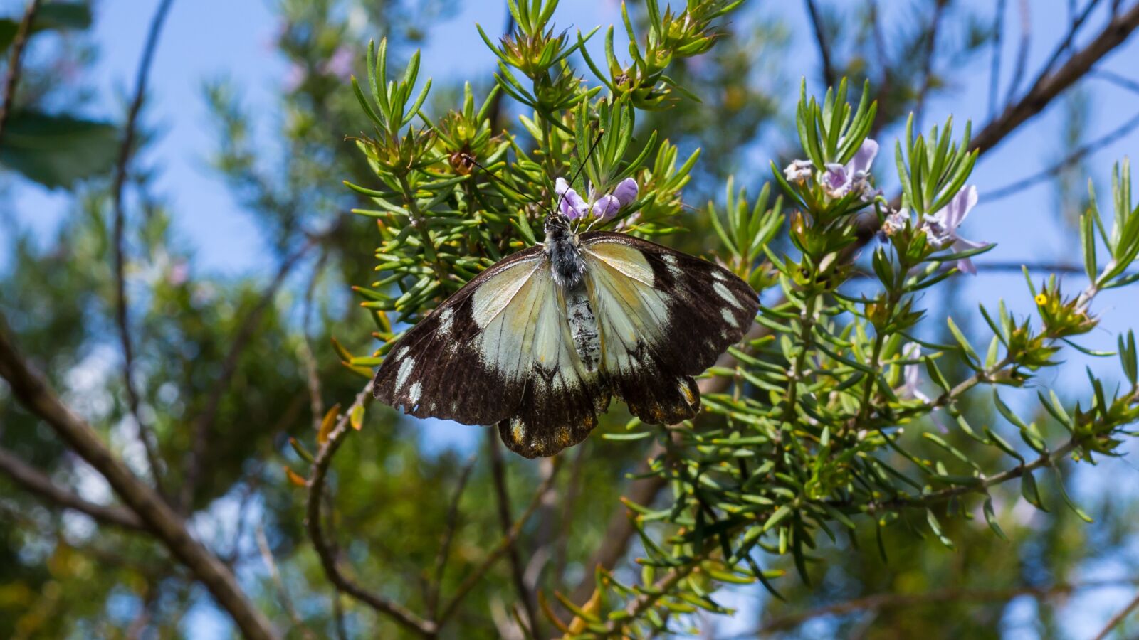 Canon EF 50mm F1.4 USM sample photo. Butterfly, macro, flower photography