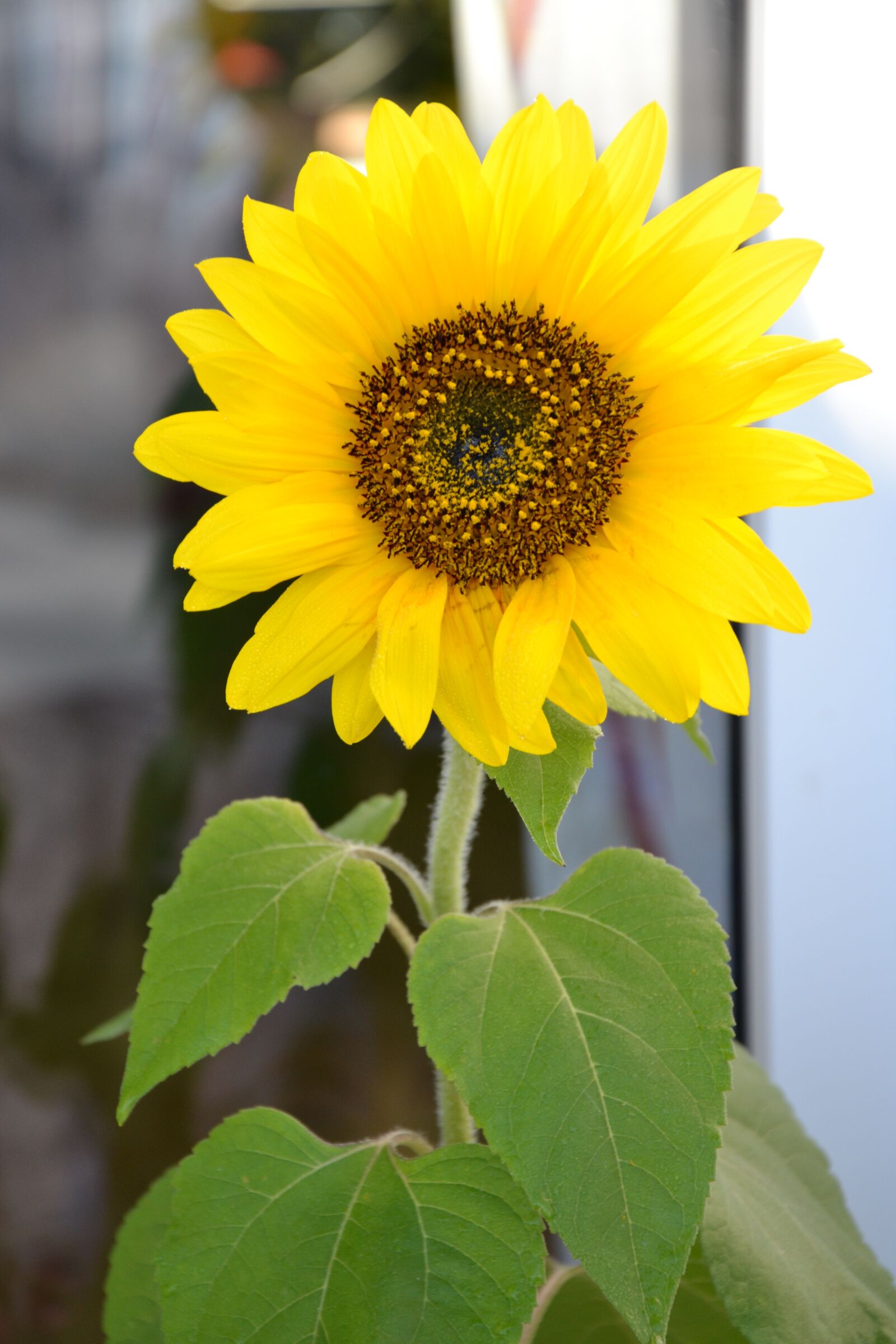 Nikon D3100 sample photo. Sun, sunflower, flower photography