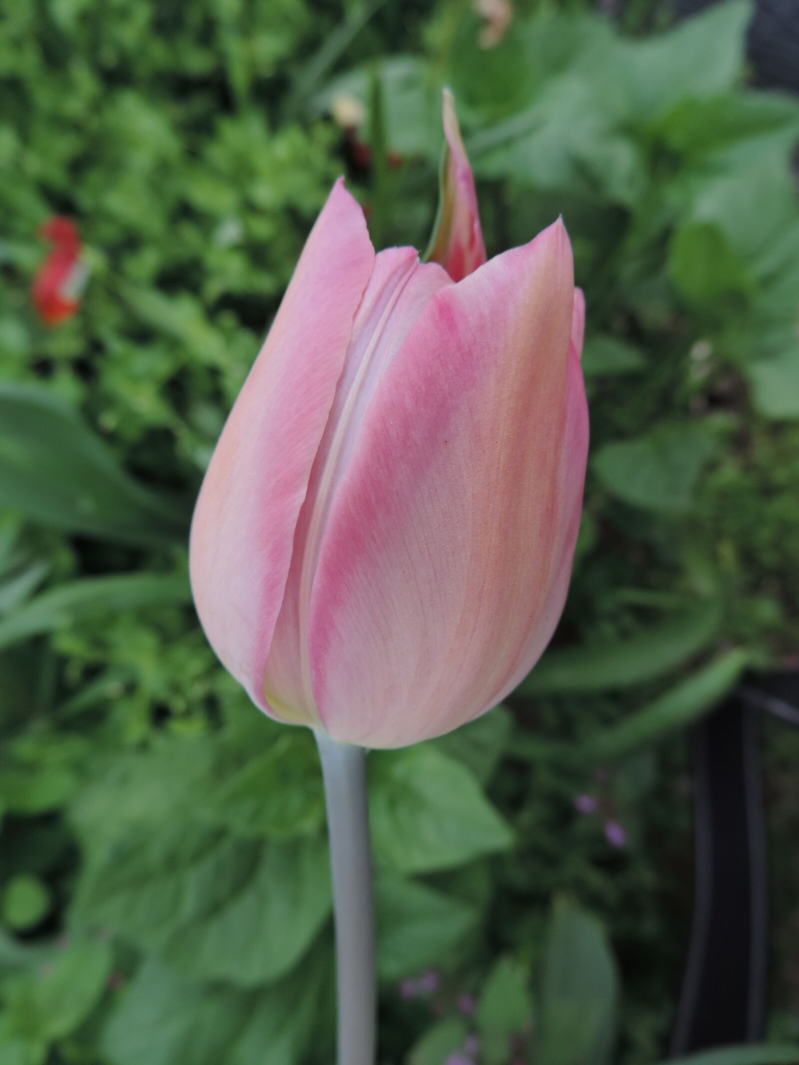 Nikon Coolpix P520 sample photo. Flower, nature, flora photography