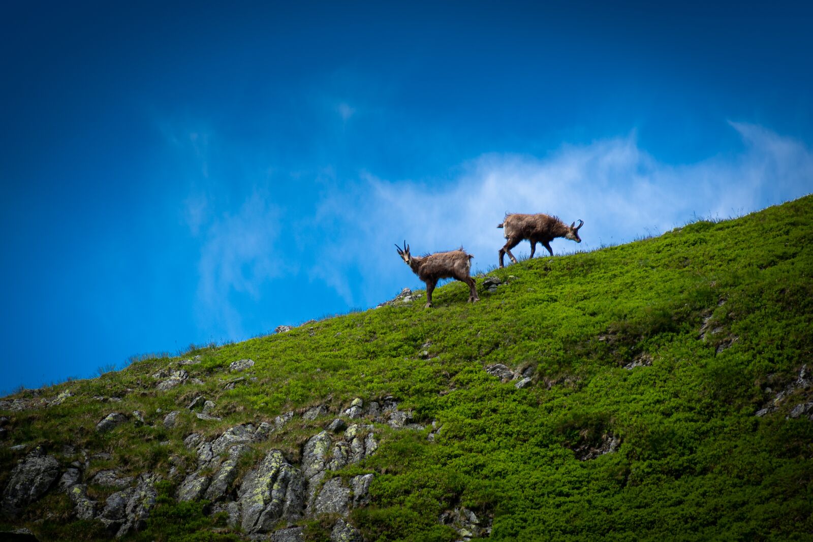 Nikon D7100 sample photo. Tatry, chamois, mountains photography