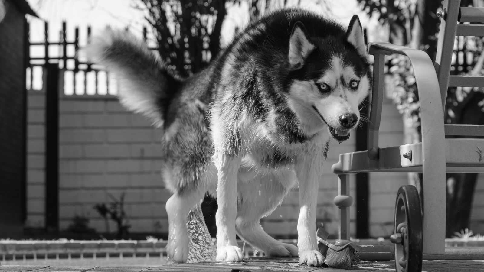 Nikon D7100 sample photo. Siberian husky, husky, dog photography