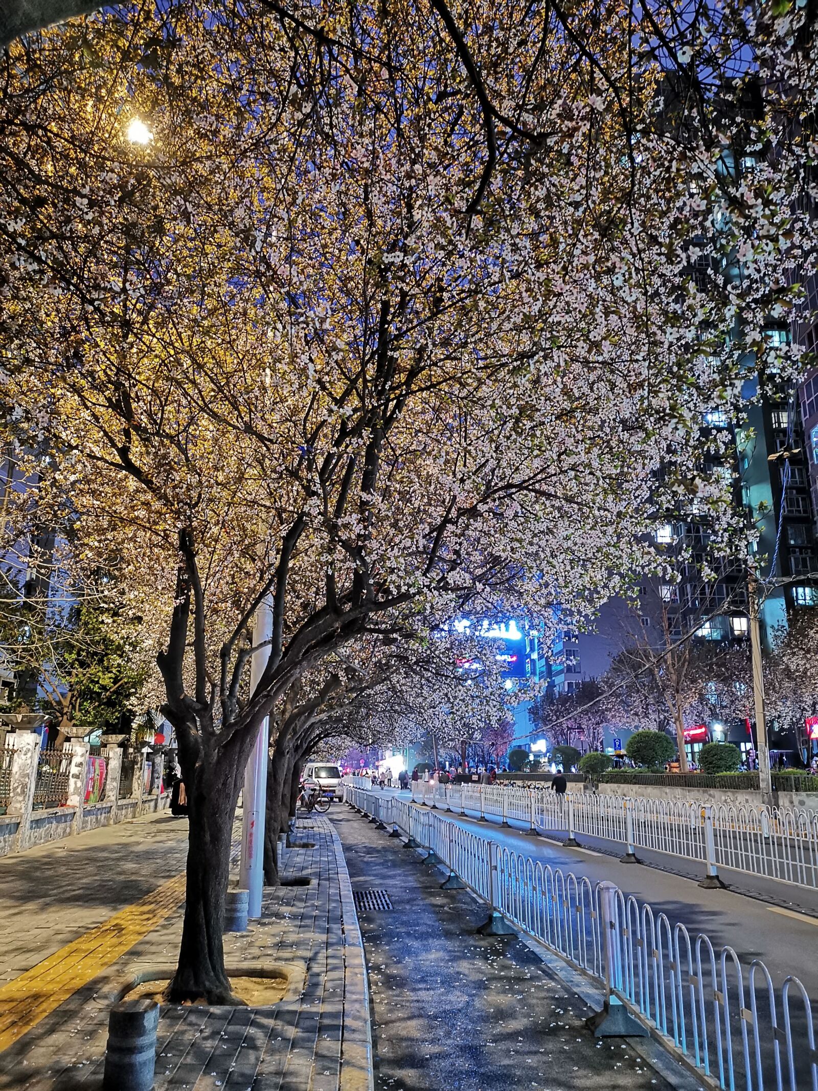 HUAWEI Mate 20 Pro sample photo. Cherry blossom, flower, road photography