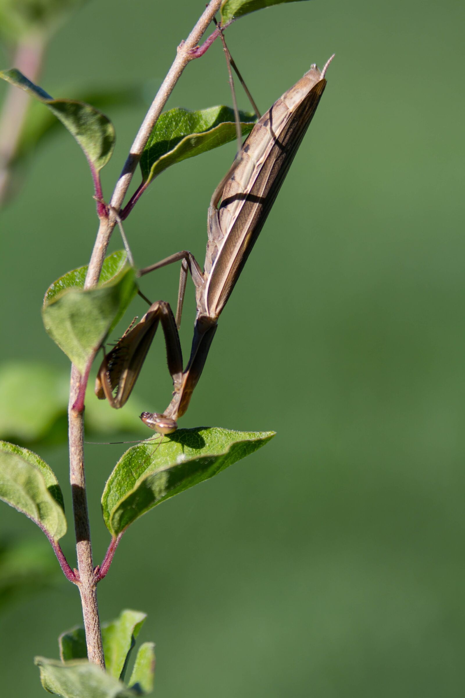 Canon EOS 7D + Canon EF 70-300mm F4-5.6 IS USM sample photo. Praying mantis, insect, bugs photography