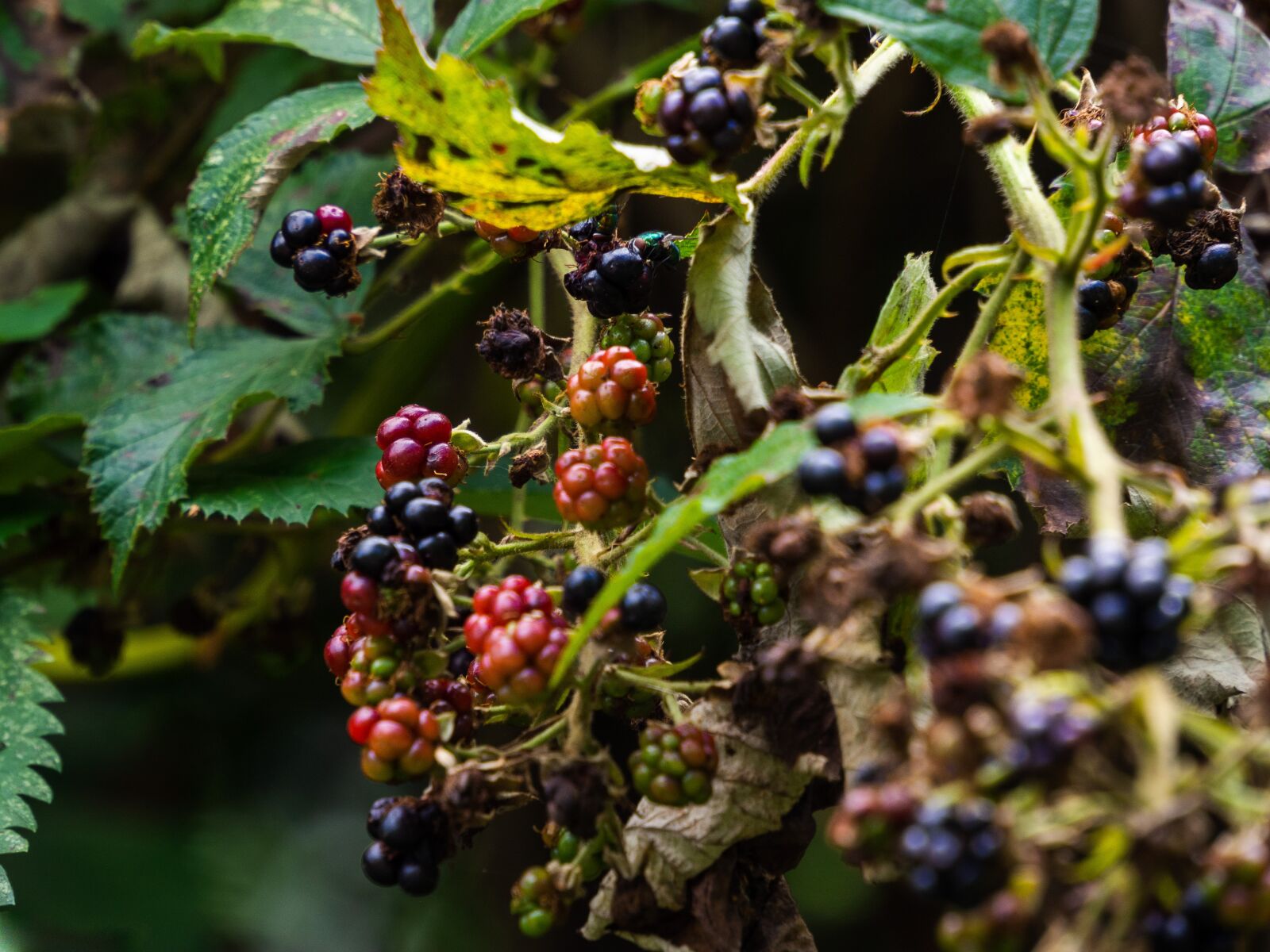 Olympus OM-D E-M10 III sample photo. Blackberry, bush, thorny photography
