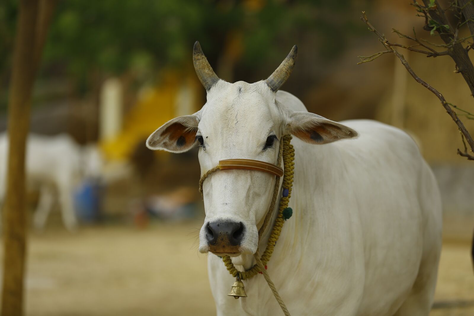 Canon EOS 5D Mark III sample photo. Indian cow, cow india photography