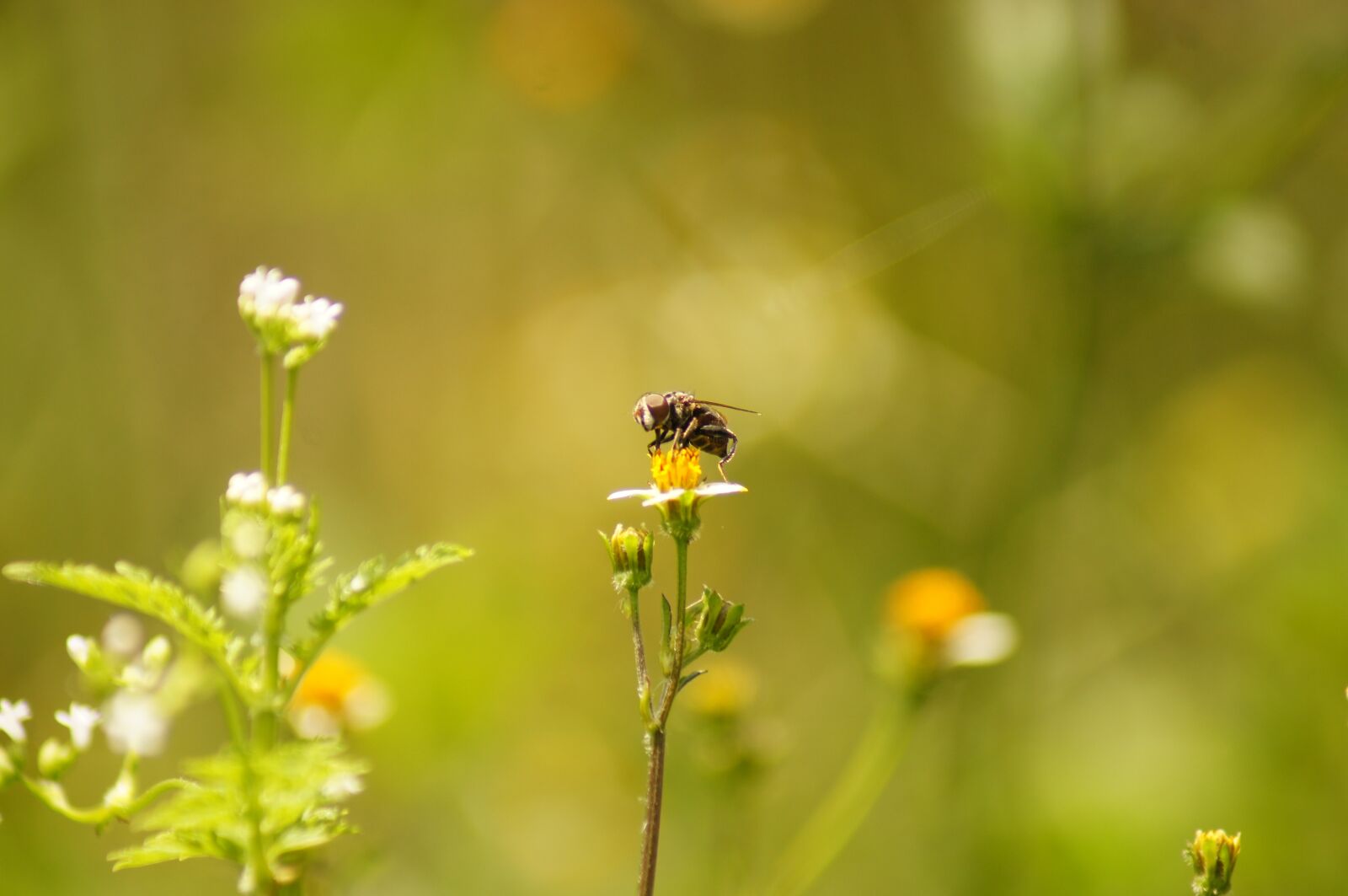 Sony SLT-A55 (SLT-A55V) sample photo. Nature, insects, cocora photography