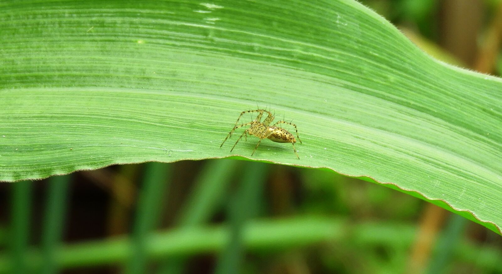 Nikon Coolpix B700 sample photo. Macro, leaf, plant photography
