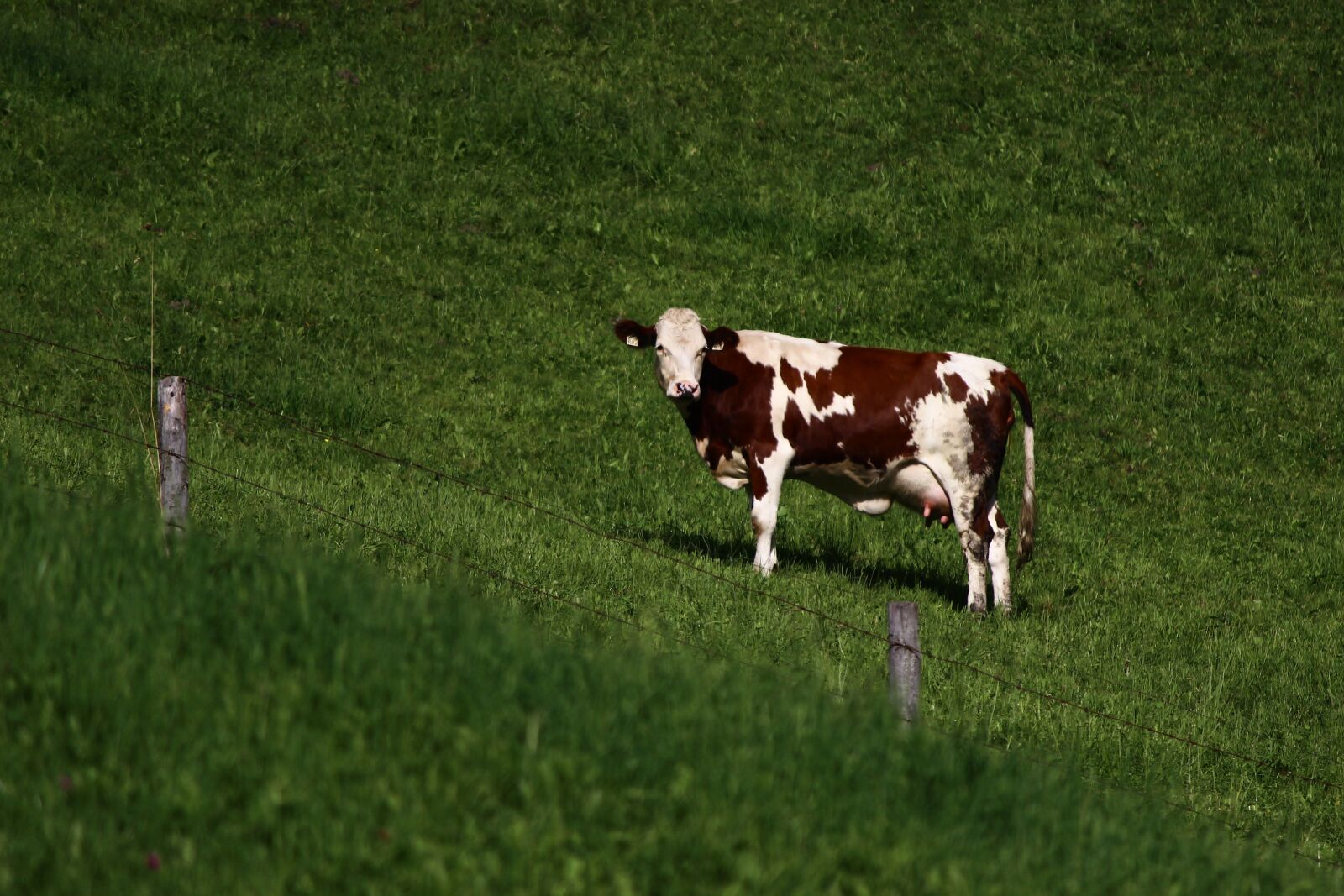 Canon EF-S 55-250mm F4-5.6 IS II sample photo. Cow, green, meadow photography