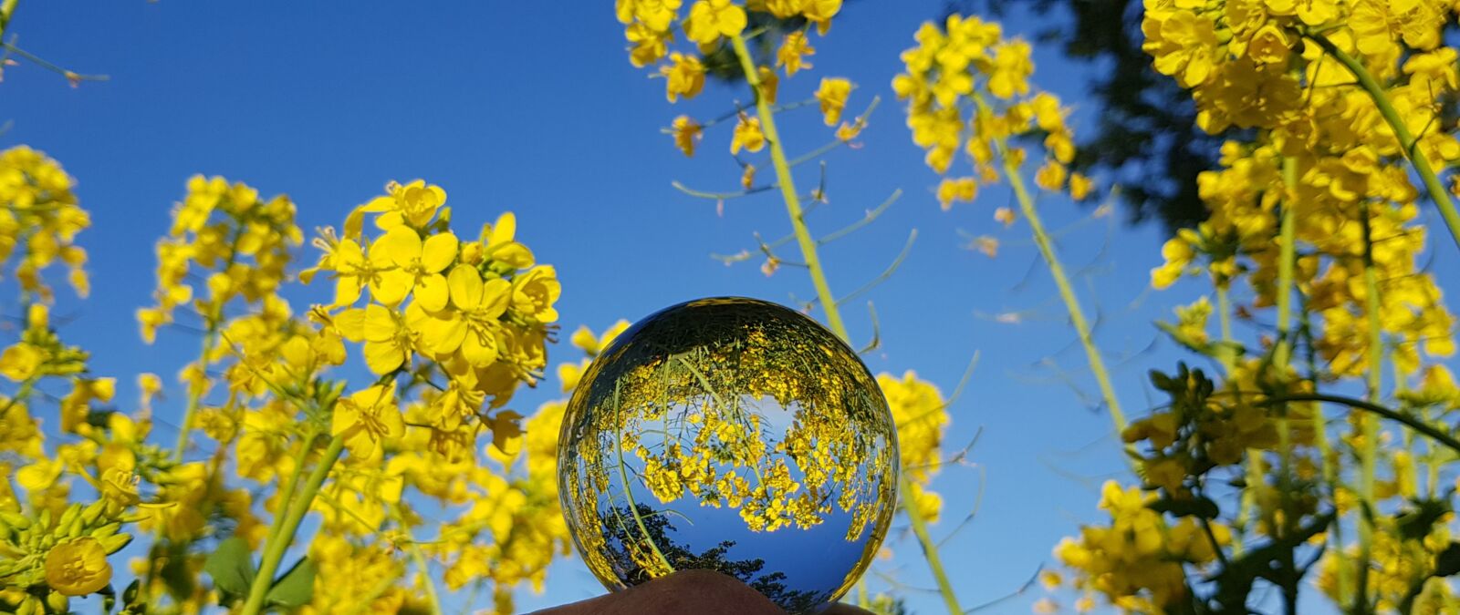 Samsung Galaxy S8 sample photo. Yellow flowers, waterfront, crystal photography