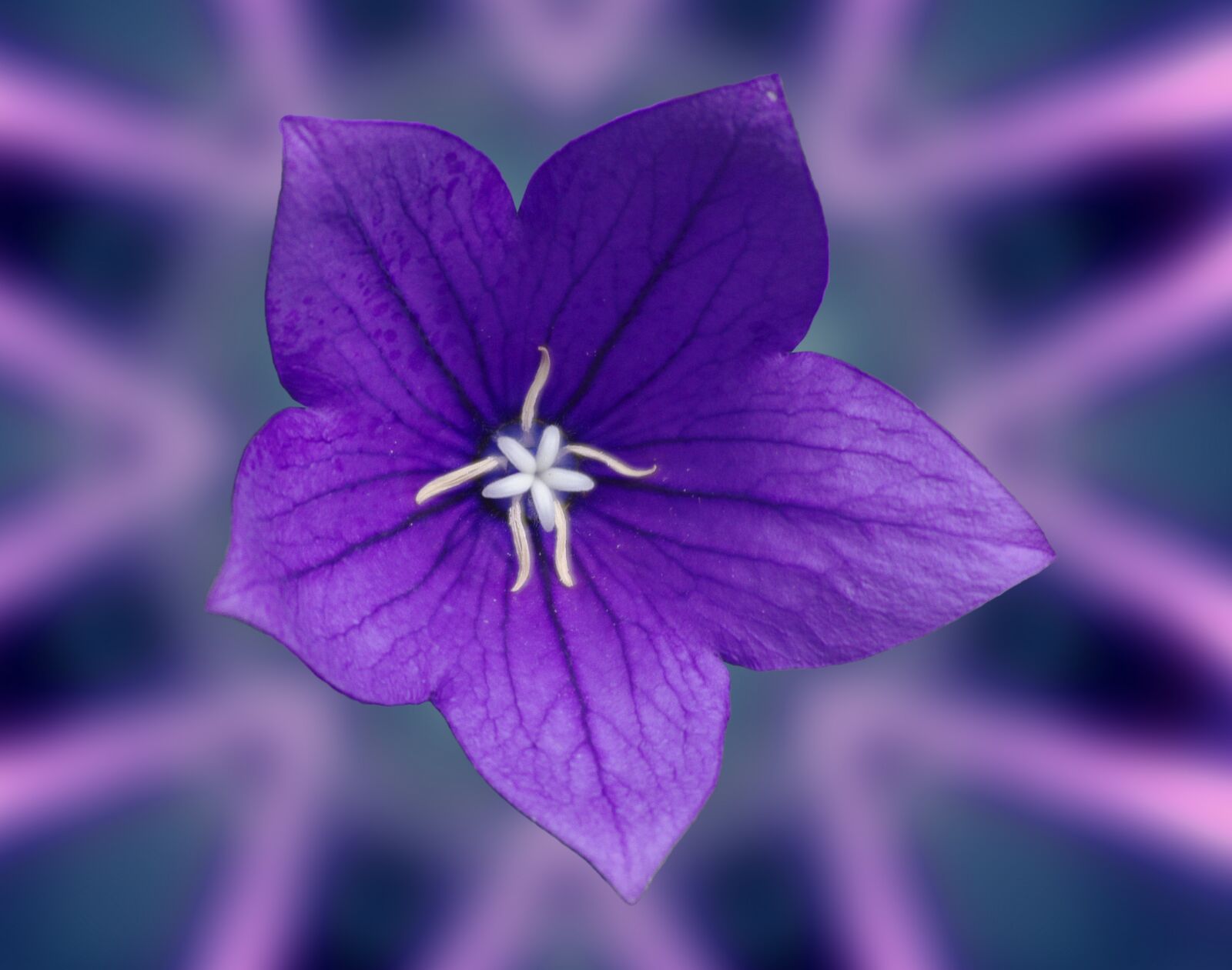 Pentax K-m (K2000) sample photo. Bellflower, plant, blossom photography