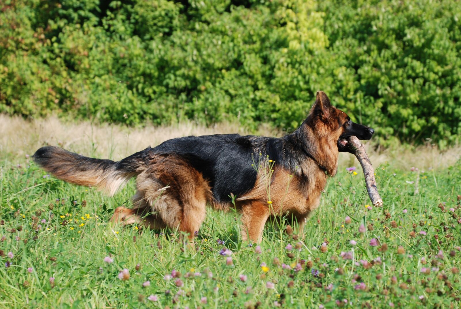 Nikon D80 sample photo. Sch fer dog, dog photography