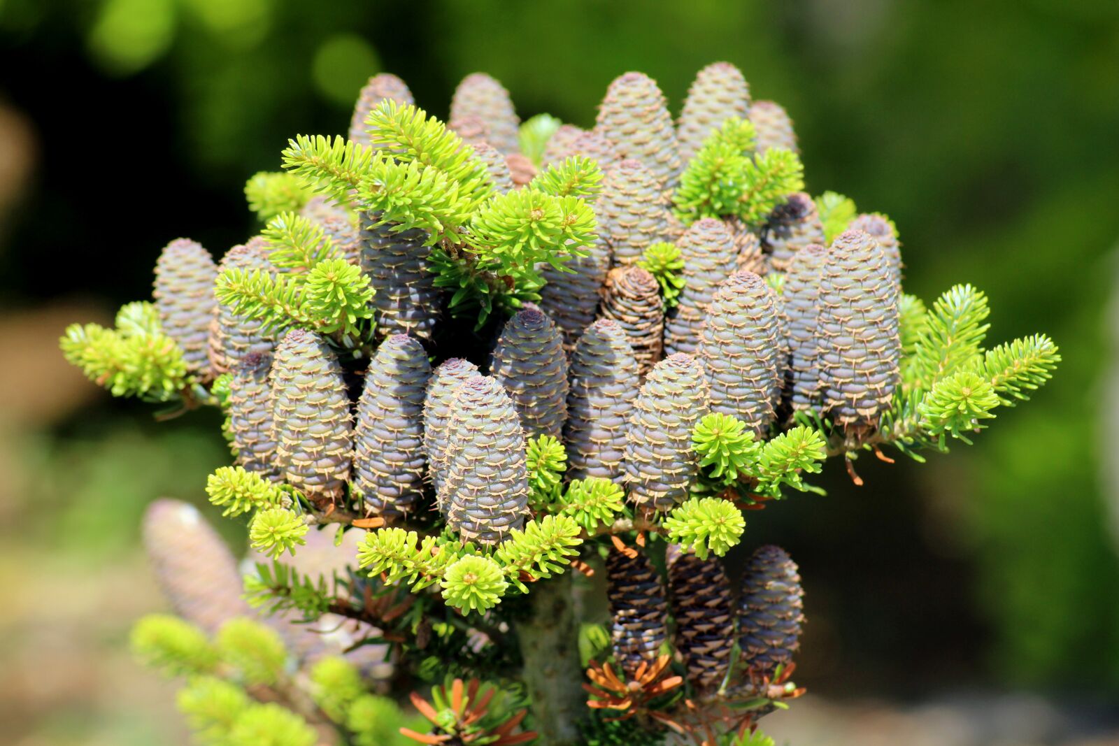 Canon EOS 1200D (EOS Rebel T5 / EOS Kiss X70 / EOS Hi) sample photo. Tree, coniferous, cones photography