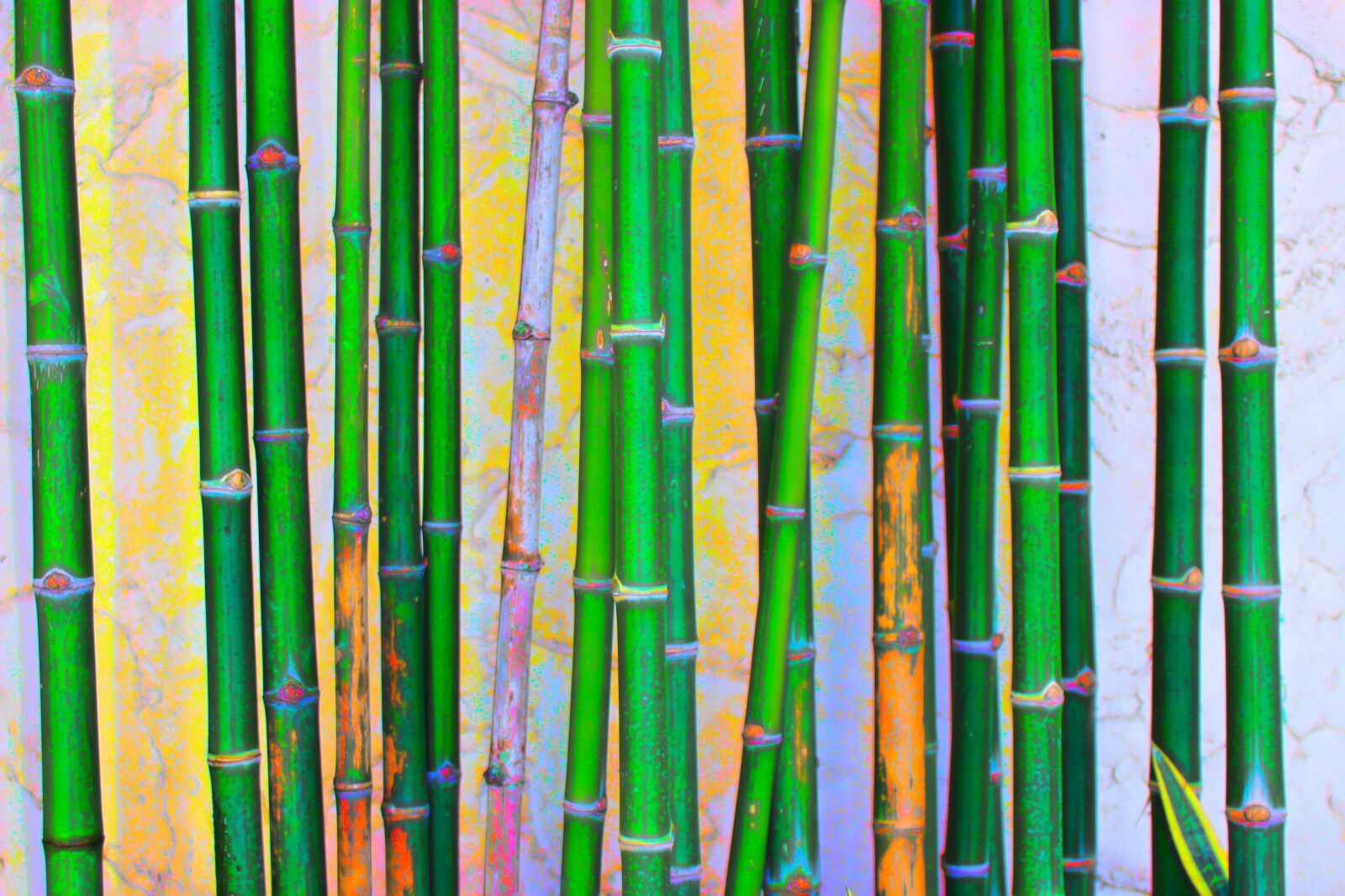 Canon EOS 700D (EOS Rebel T5i / EOS Kiss X7i) sample photo. Bamboo, green, nature photography