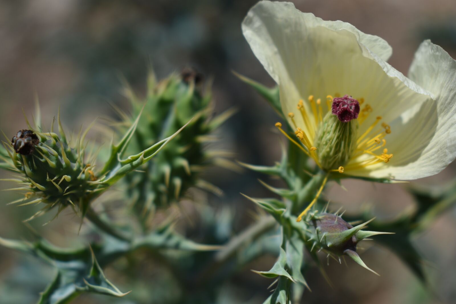 Nikon D5600 sample photo. Exotic flower, flower, plant photography