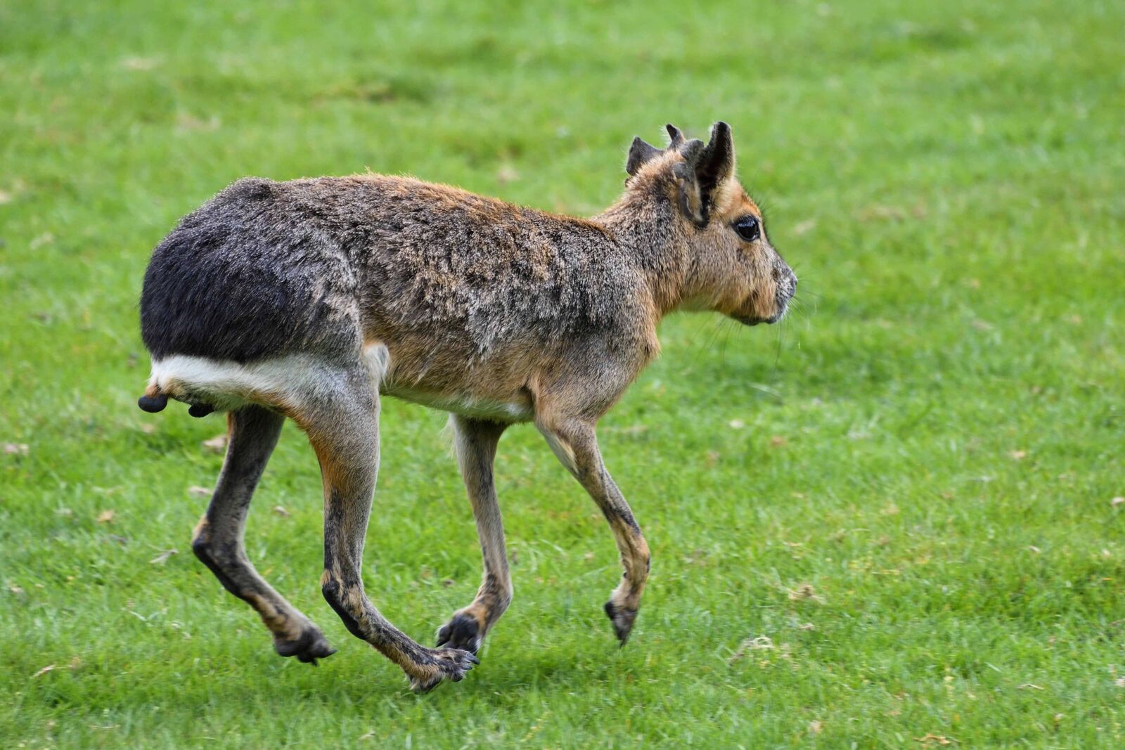 Nikon D500 sample photo. Deer, wildlife, animal, grass photography