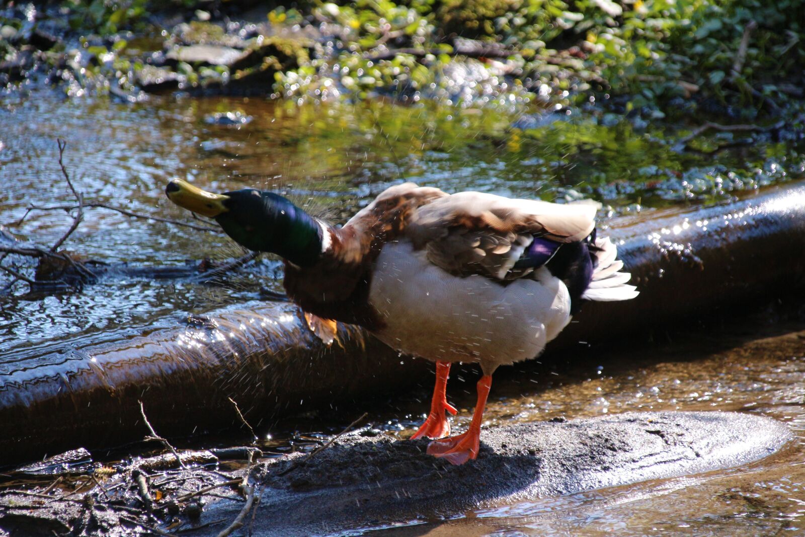 Canon EOS 700D (EOS Rebel T5i / EOS Kiss X7i) sample photo. Duck, water, bird photography