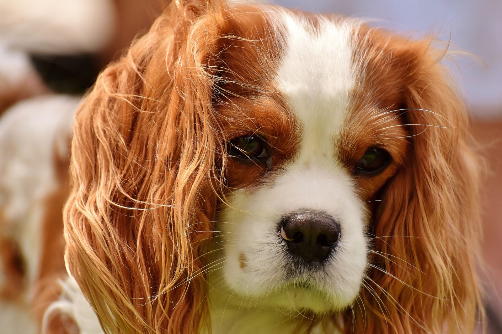 Nikon D7200 sample photo. Dog, cavalier king charles photography