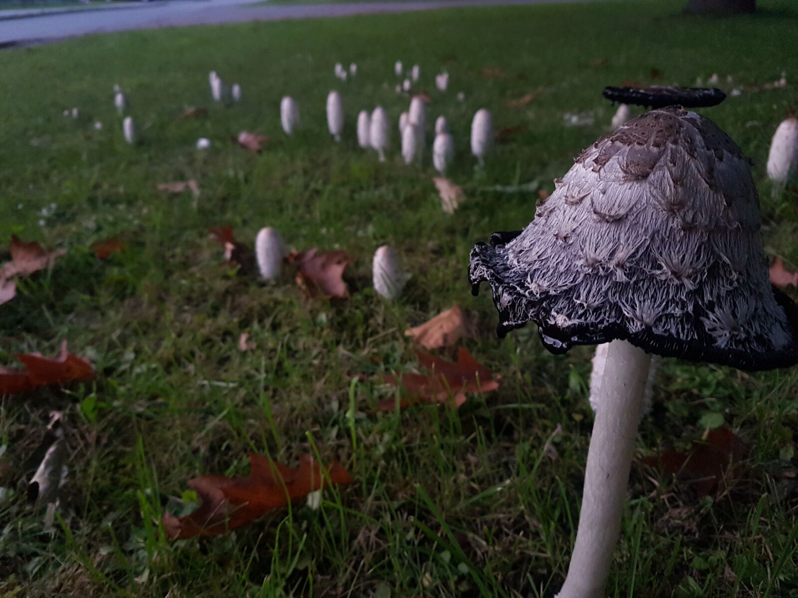 Samsung Galaxy S7 Edge sample photo. Mushrooms, nature, grass photography