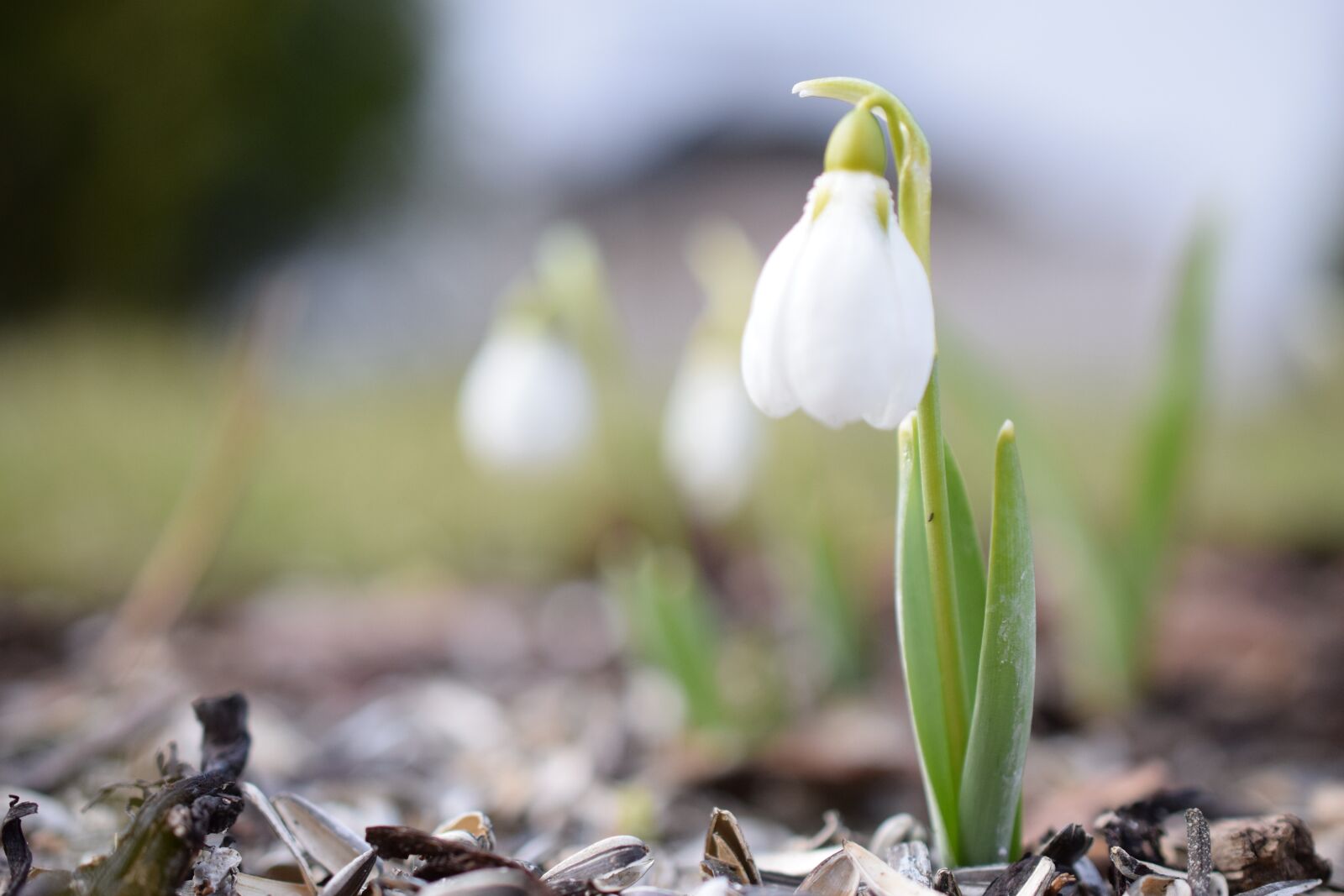 Nikon D5300 sample photo. Flower, blossom, bloom photography