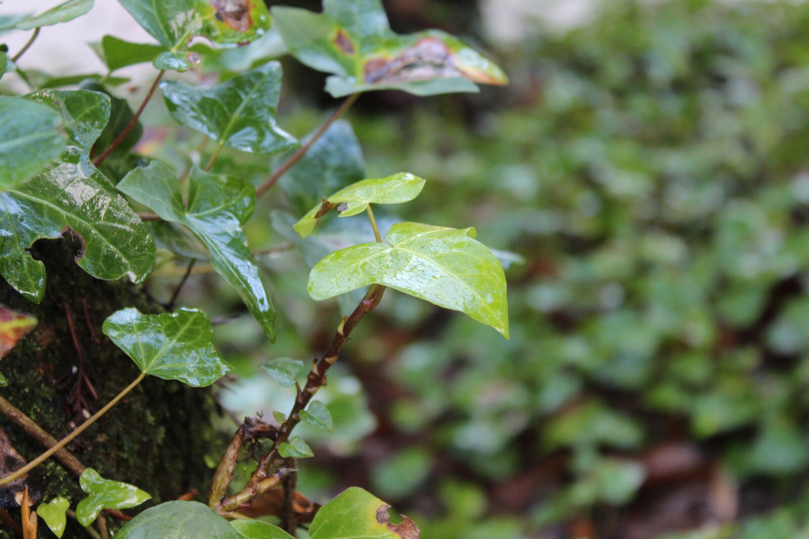 Canon EOS 1300D (EOS Rebel T6 / EOS Kiss X80) sample photo. Leaf, plant, nature photography