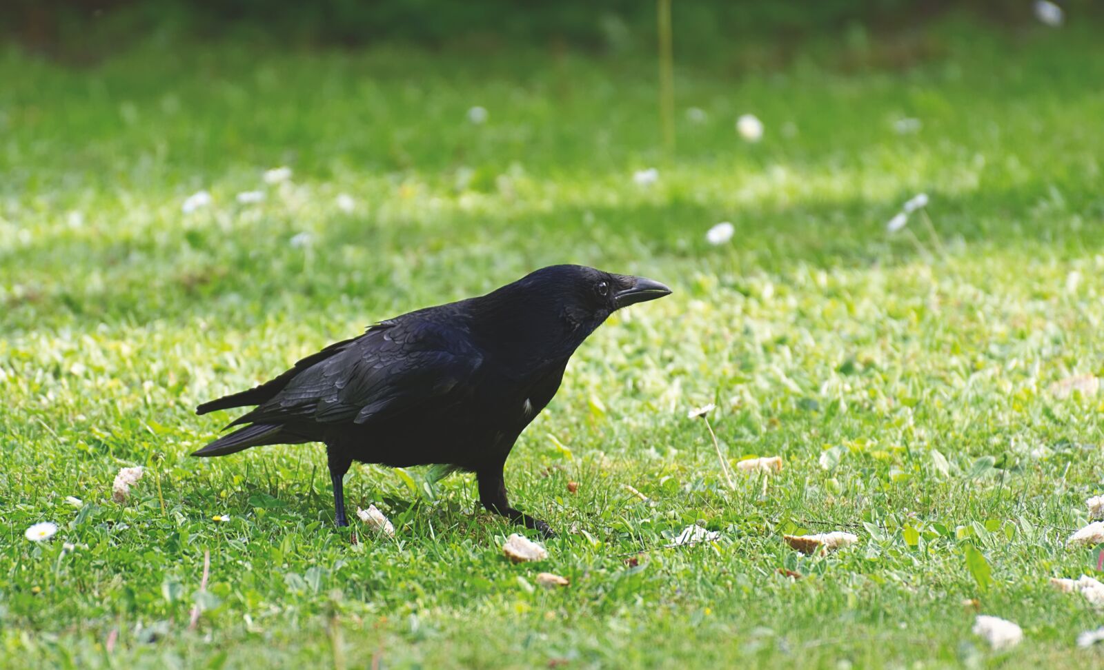 Nikon D7200 sample photo. Common raven, raven, crow photography