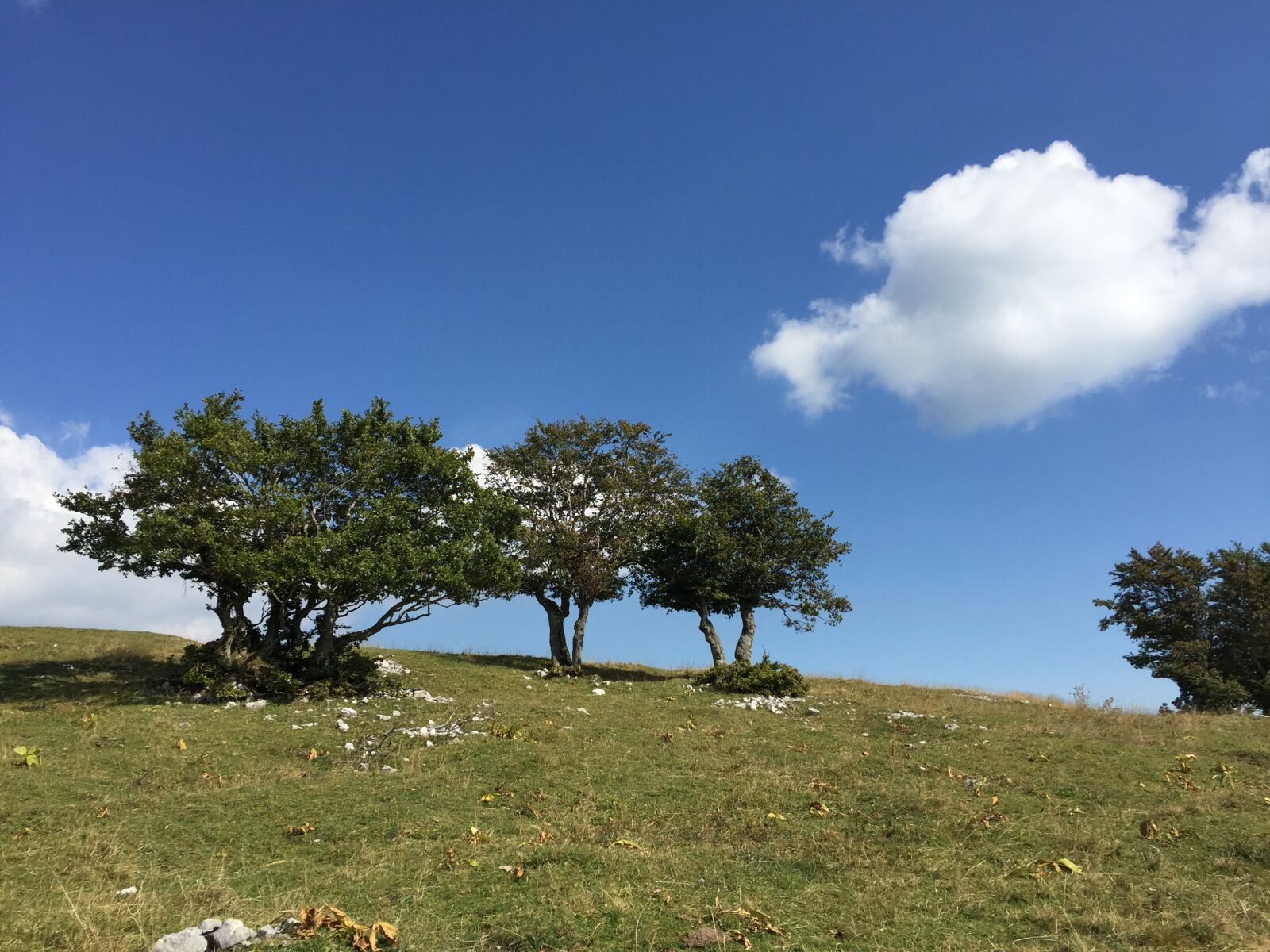 iPhone 6 back camera 4.15mm f/2.2 sample photo. Trees, group, hill photography
