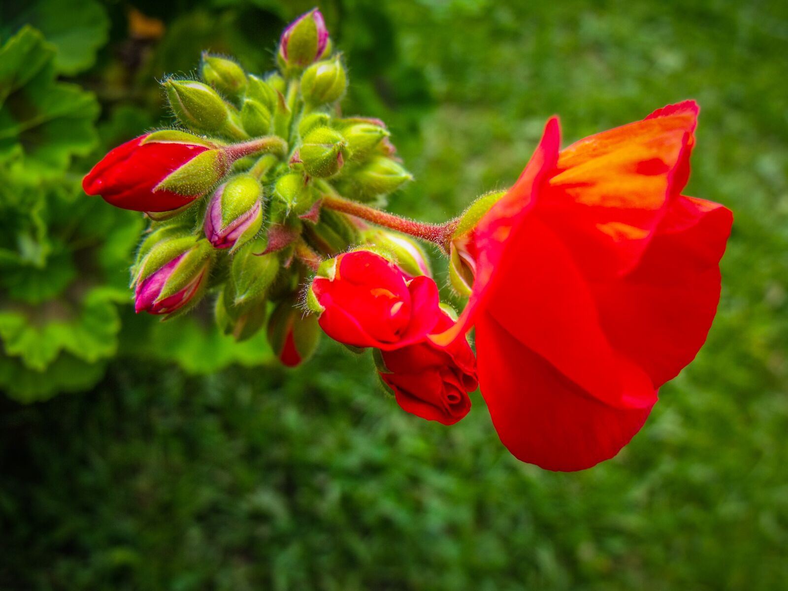 Fujifilm FinePix S1500 sample photo. Geraniums, flowers, garden photography