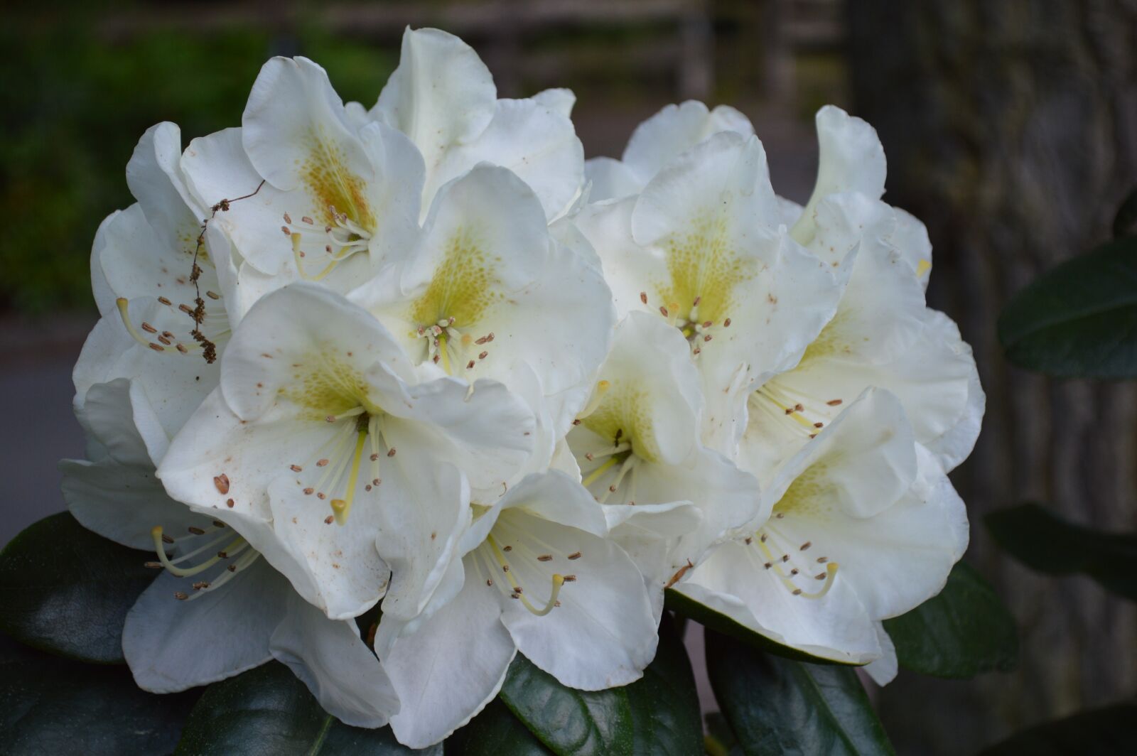 Nikon D3200 sample photo. Blossom, bloom, spring photography