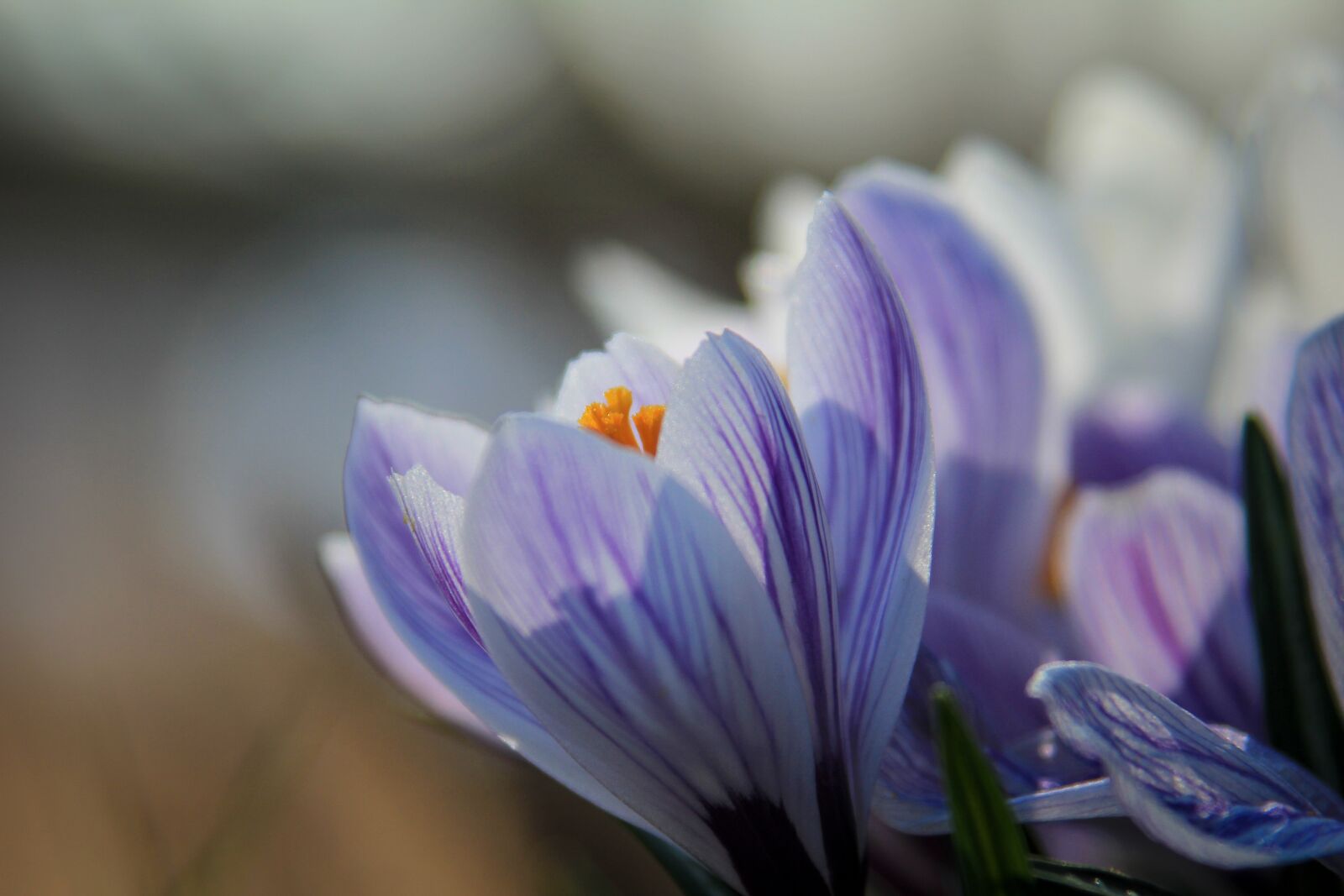 Tamron AF 28-300mm F3.5-6.3 XR Di VC LD Aspherical (IF) Macro sample photo. Crocus, yellow, white photography