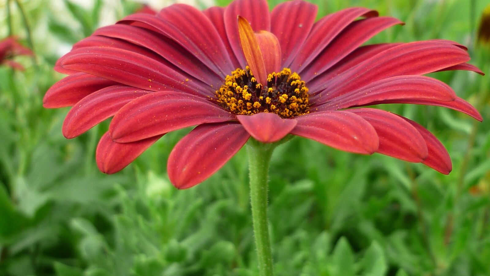 Panasonic Lumix DMC-FS6 sample photo. Flower, composites, blossom photography
