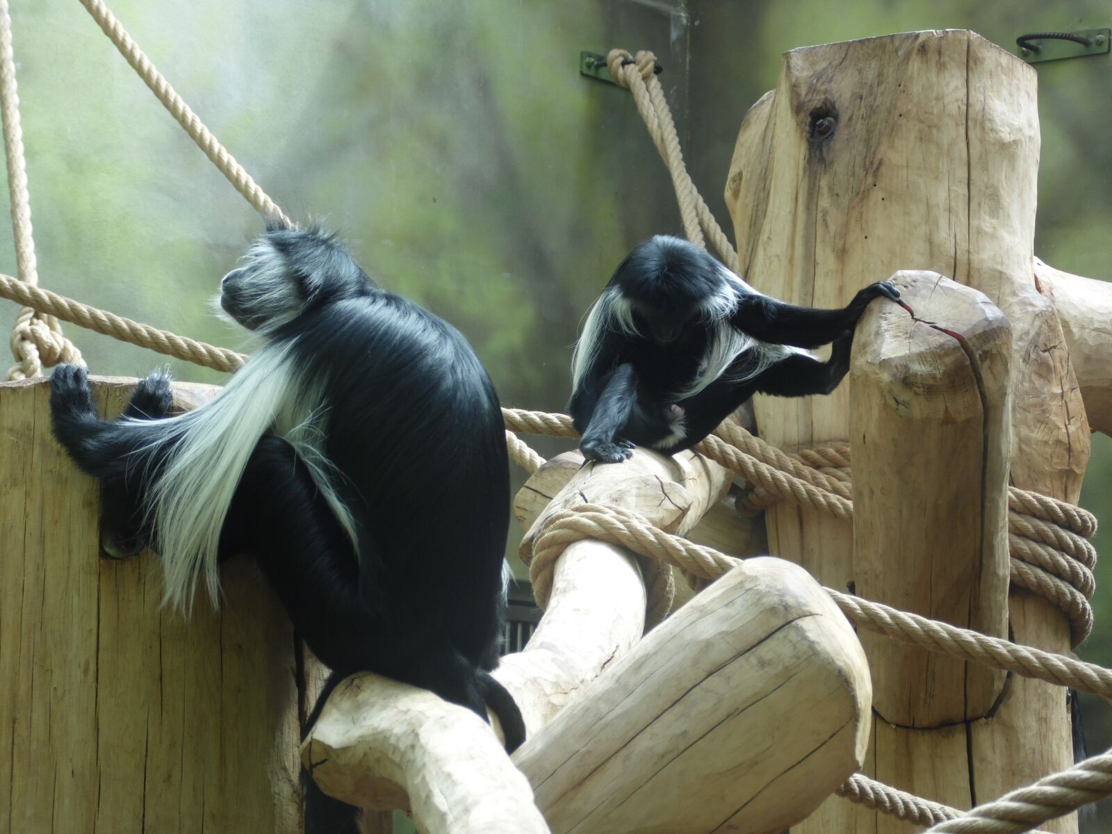 Samsung WB100/  WB101 sample photo. Animals, monkeys, zoo photography