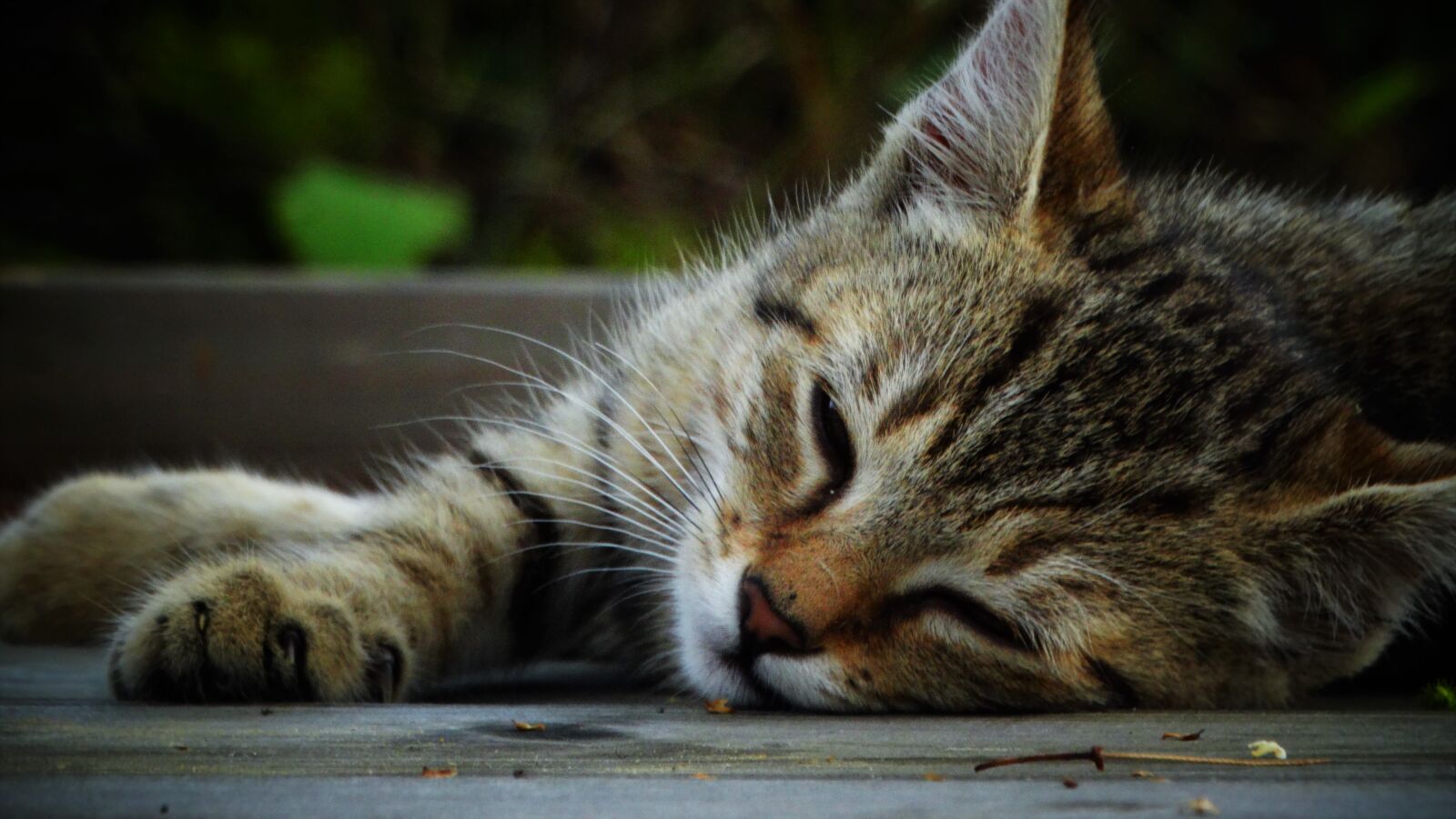 Sony Cyber-shot DSC-HX300 sample photo. Cat, kitten, young photography