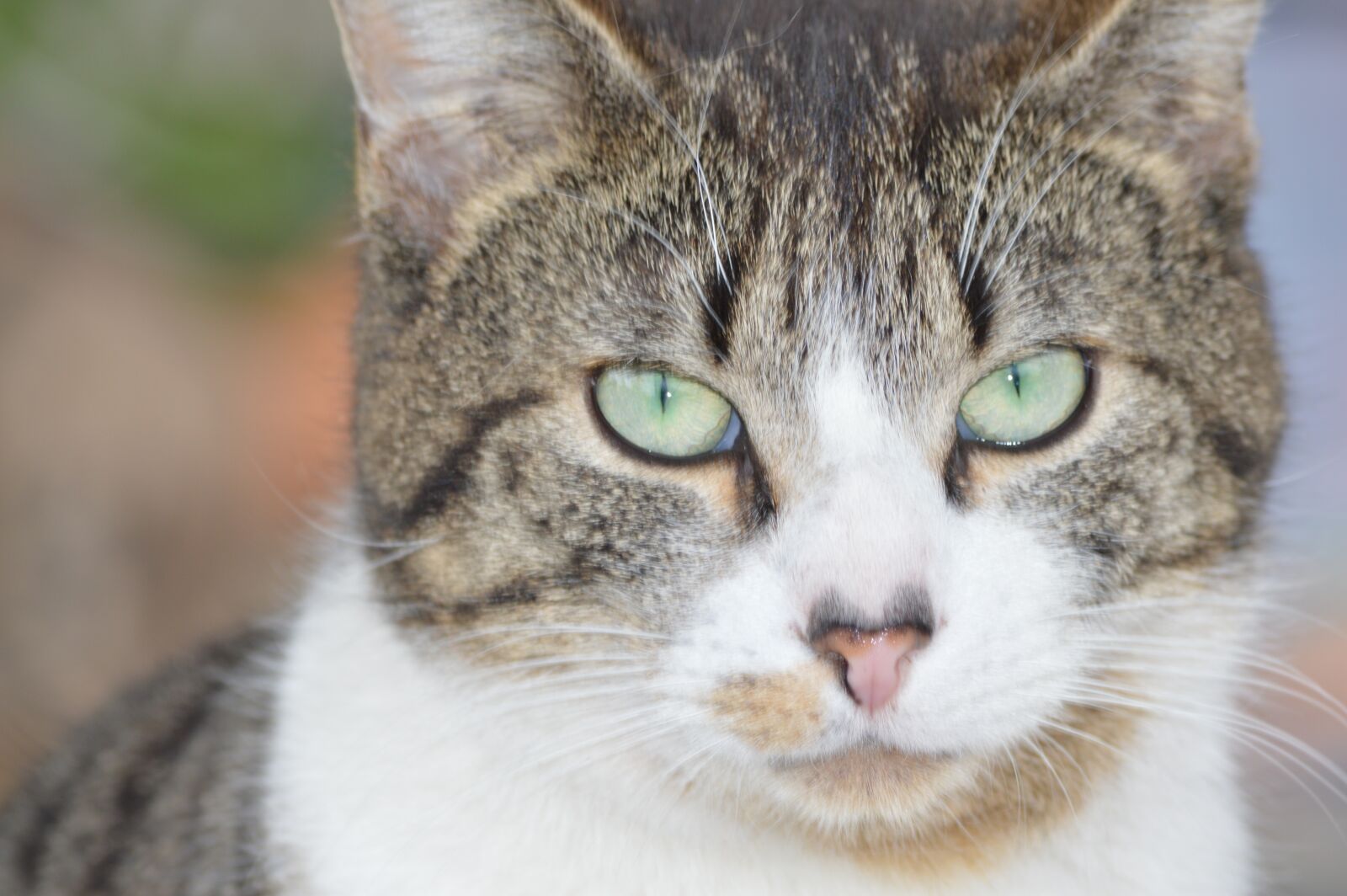 Nikon D3200 sample photo. Cat, portrait, eyes photography