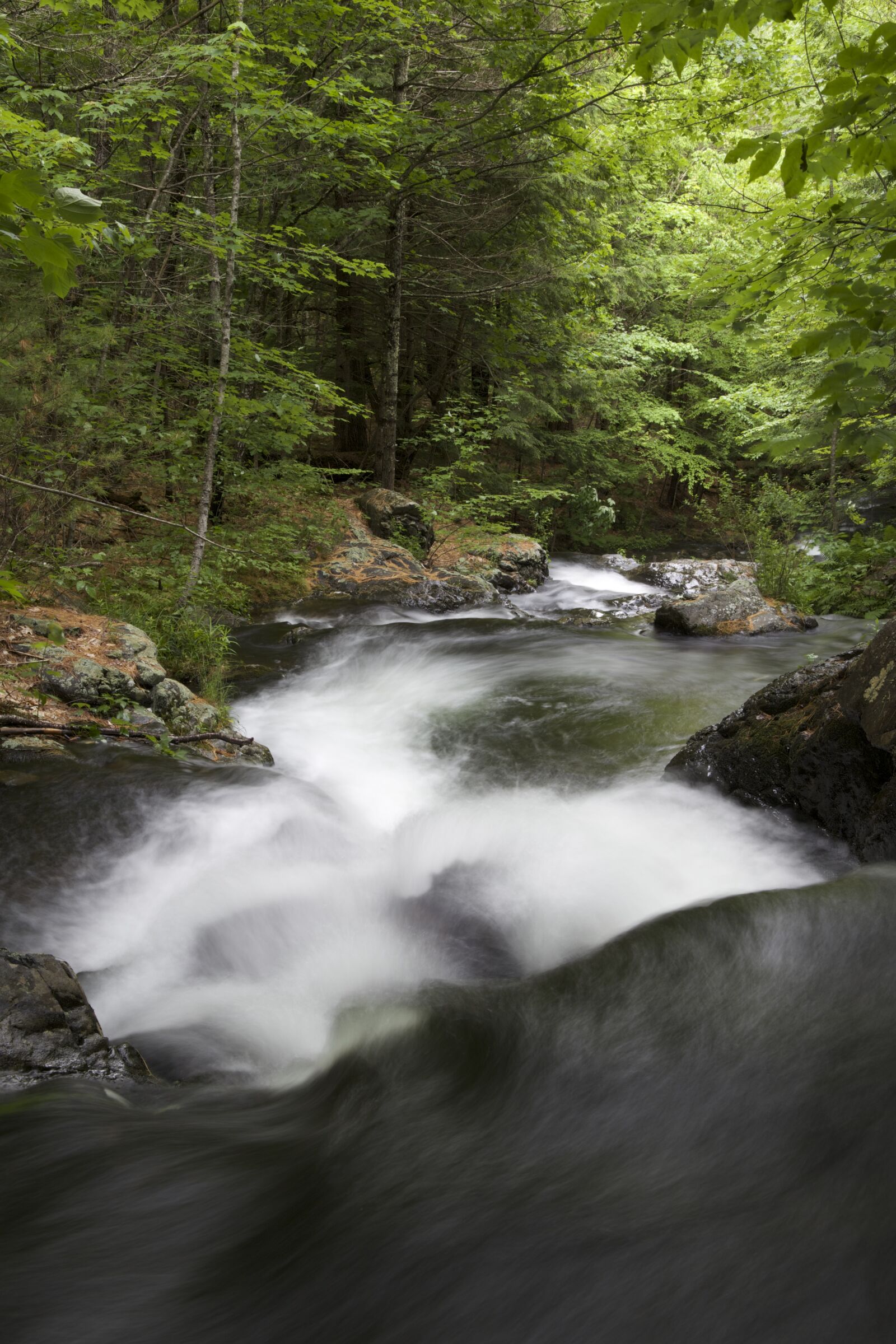 Canon EOS 6D sample photo. Trees, water photography