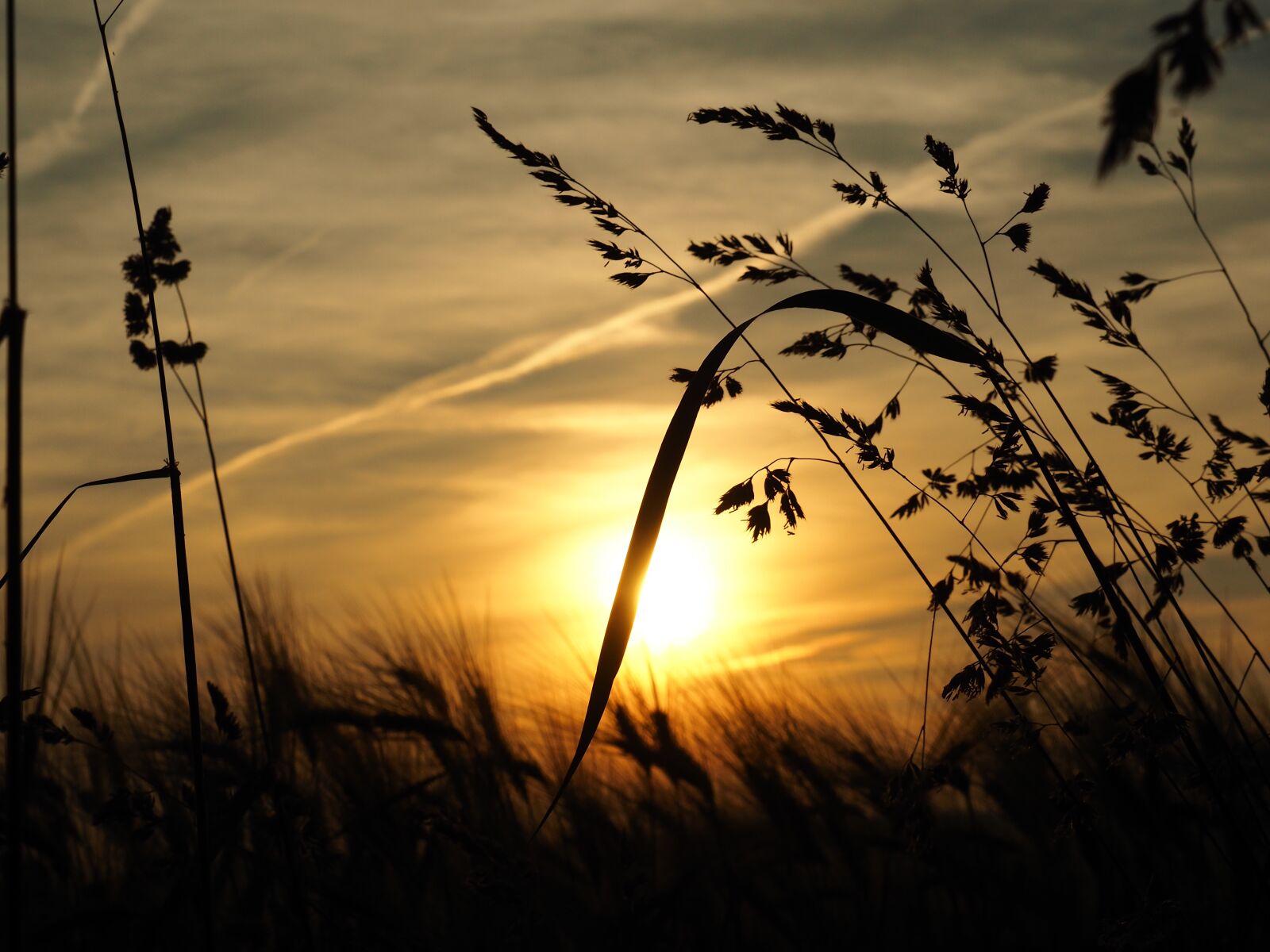 OLYMPUS M.14-150mm F4.0-5.6 II sample photo. Grass, sun, sunset photography